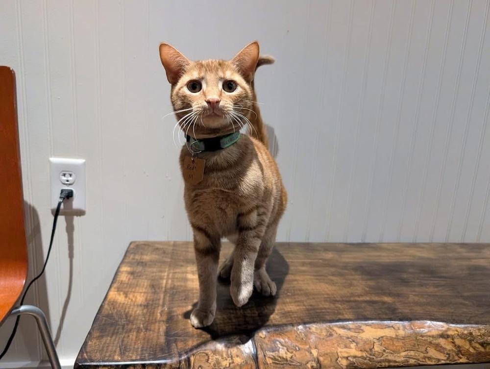 Red, Adoptable, Kitten Male Domestic Short Hair.