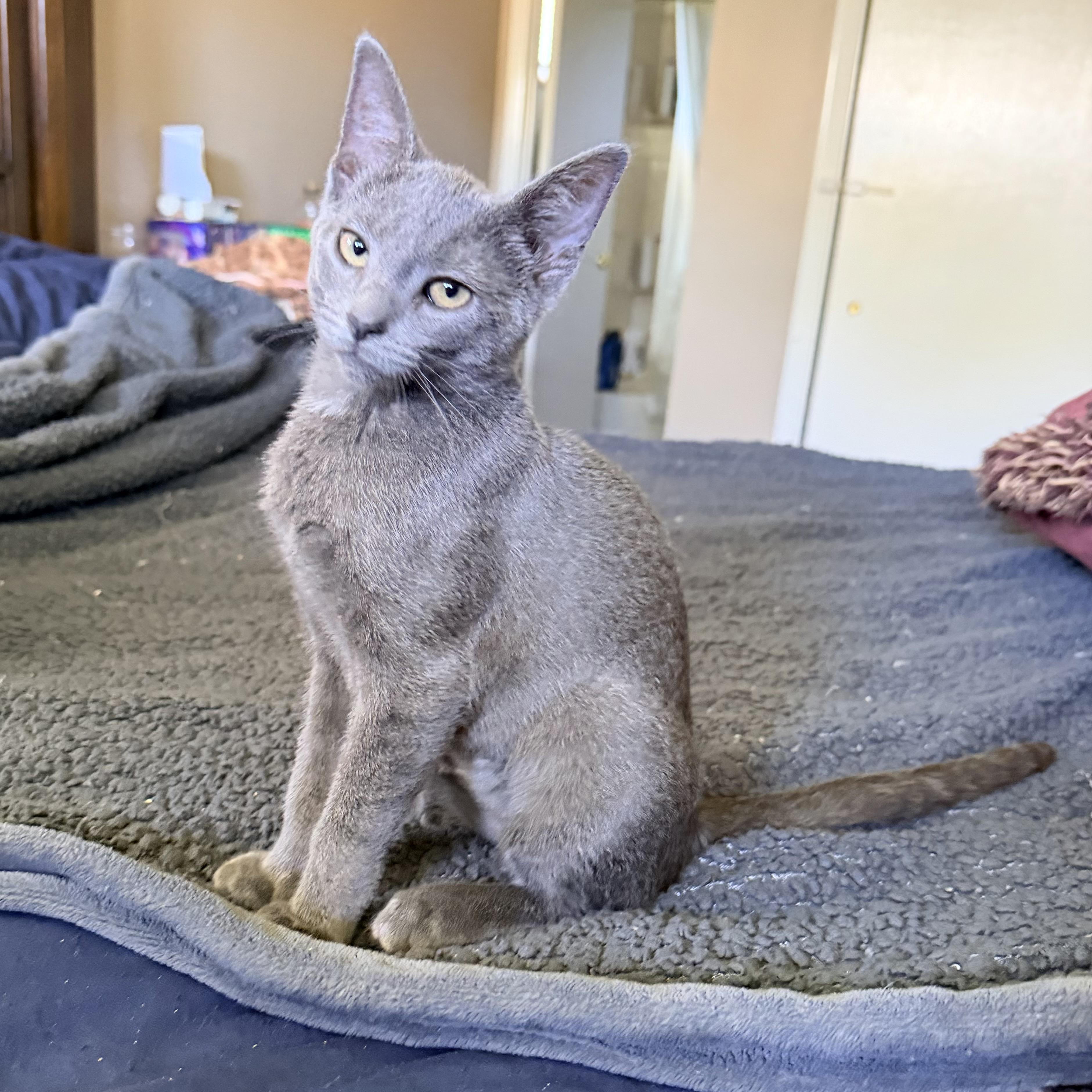 Enlarge .Darby, a Adoptable Domestic Short Hair in Hillsborough, NJ image 4/6