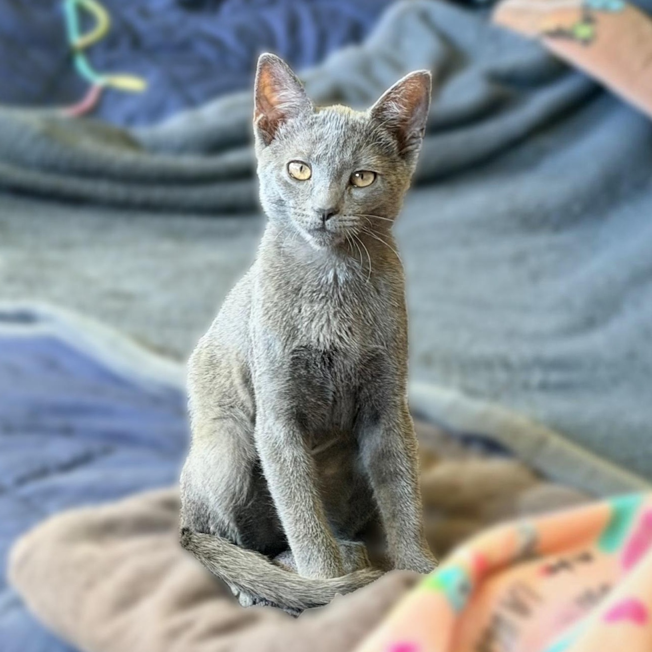 Enlarge .Darby, a Adoptable Domestic Short Hair in Hillsborough, NJ image 2/6