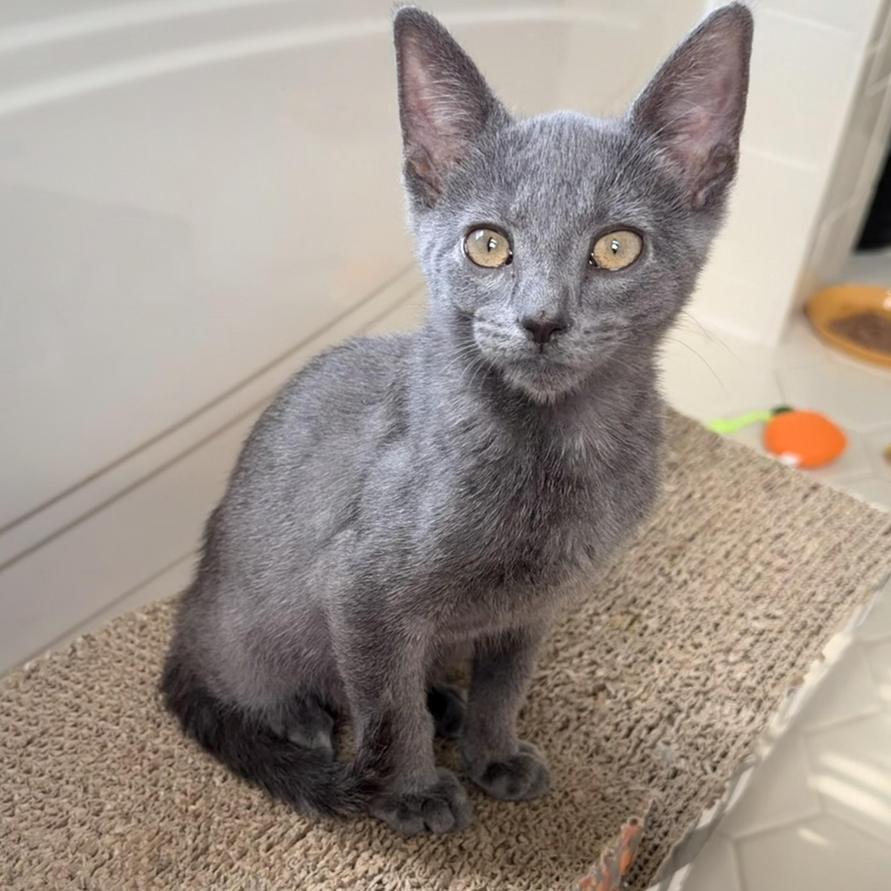 Enlarge .Darby, a Adoptable Domestic Short Hair in Hillsborough, NJ image 3/6