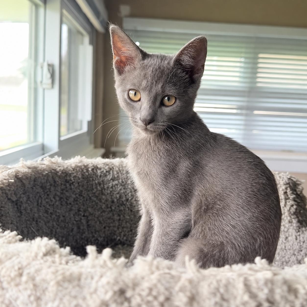 Enlarge .Darby, a Adoptable Domestic Short Hair in Hillsborough, NJ image 1/6