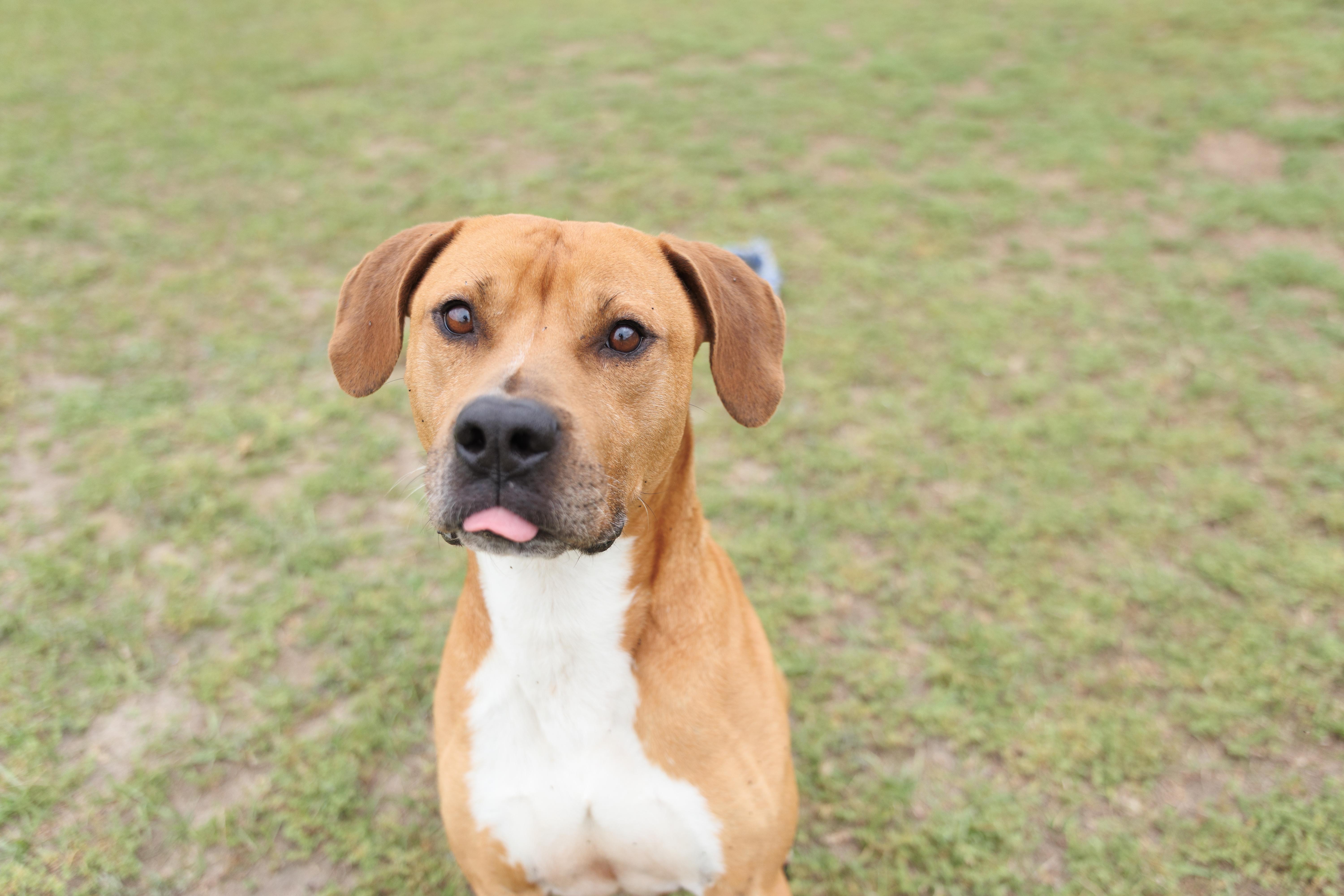 Cosmo, a ADOPTABLE mixed breed in Valdosta, GA image 3/6