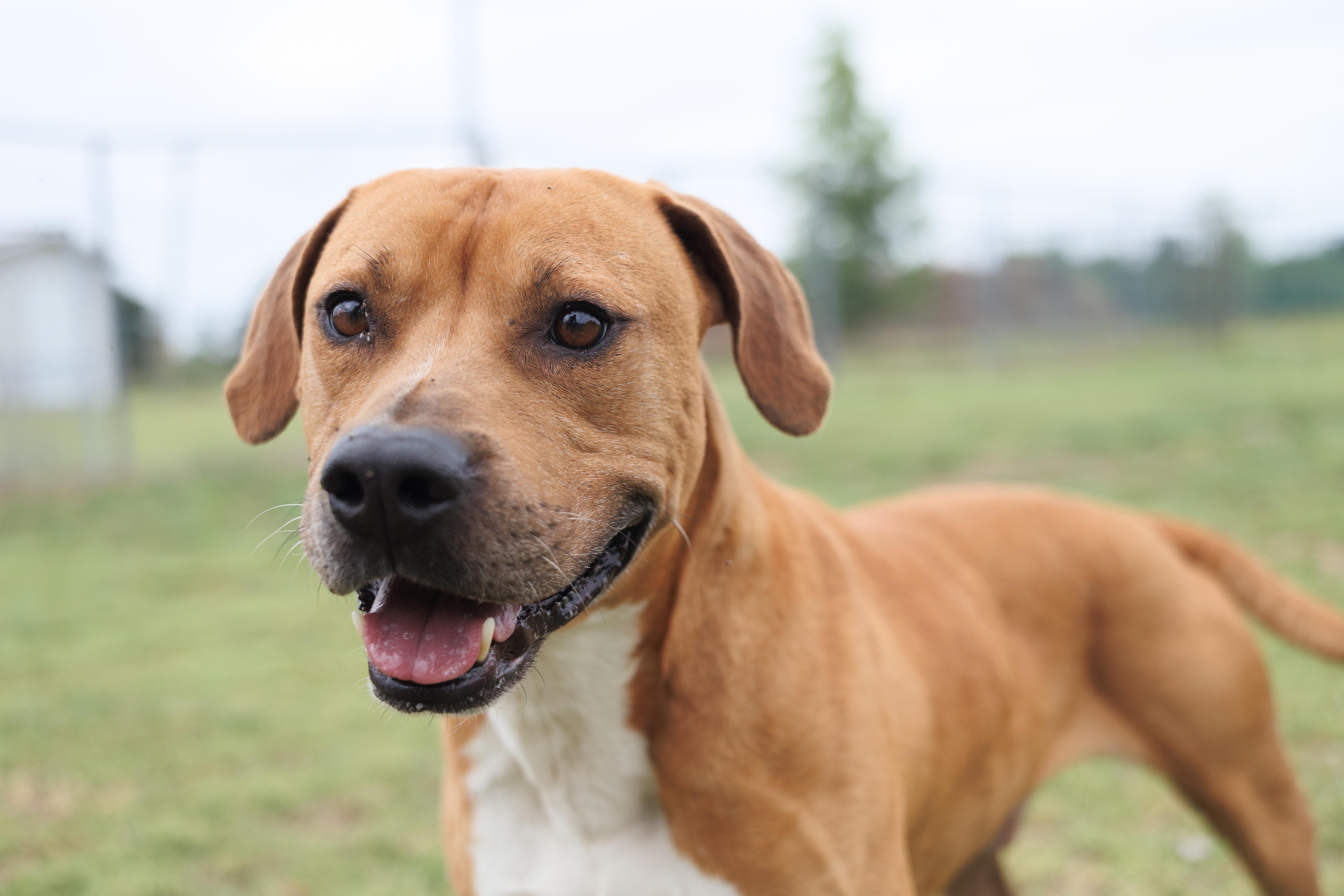 Cosmo, a ADOPTABLE mixed breed in Valdosta, GA image 1/6