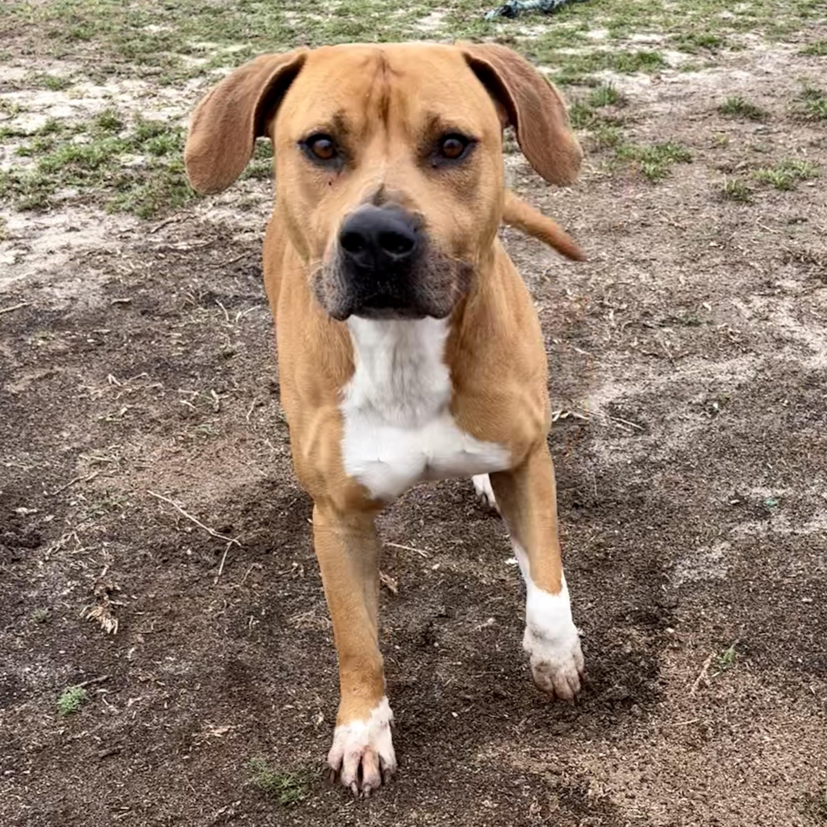 Enlarge Cosmo, a ADOPTABLE mixed breed in Valdosta, GA image 3/5