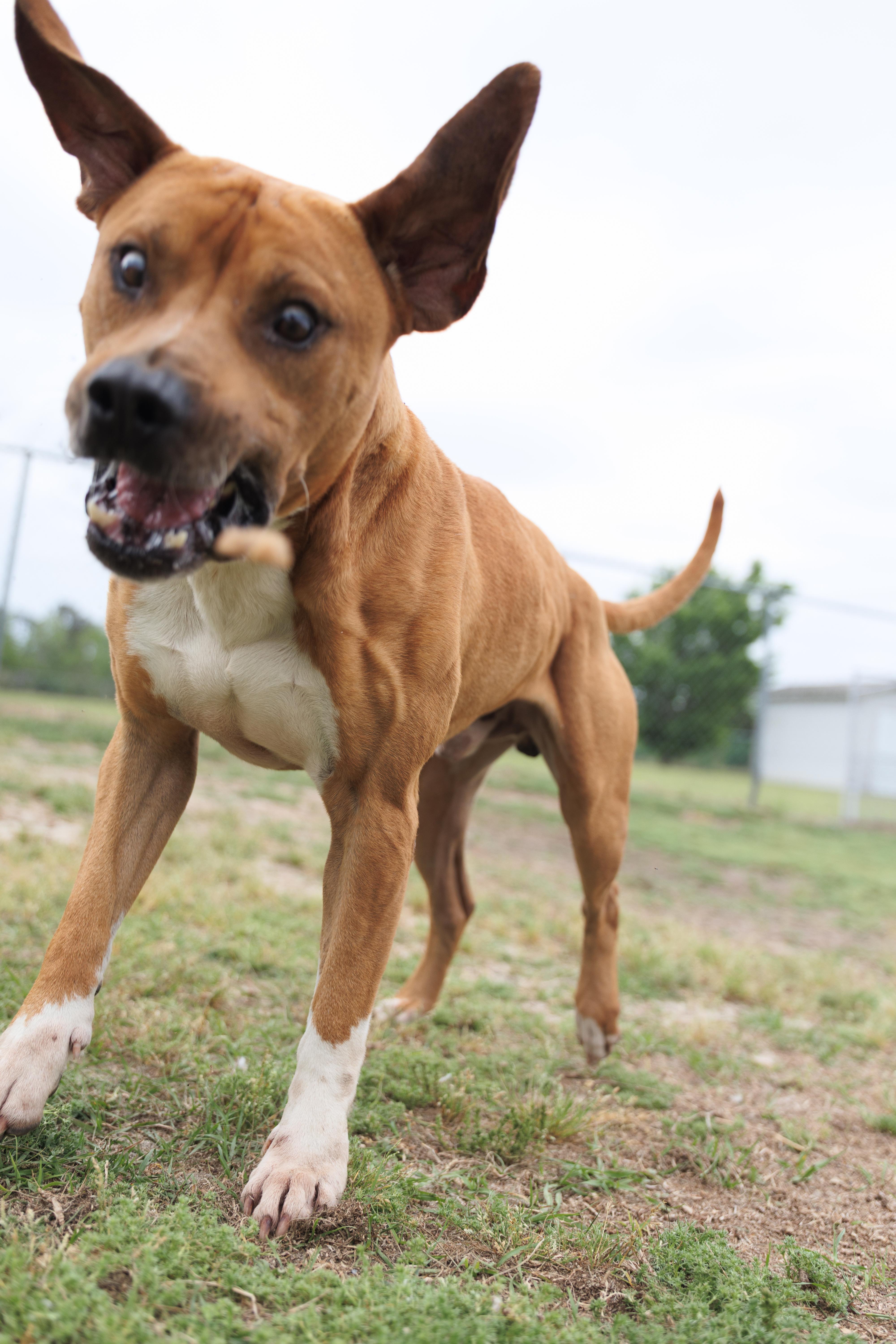 Cosmo, a ADOPTABLE mixed breed in Valdosta, GA image 6/6