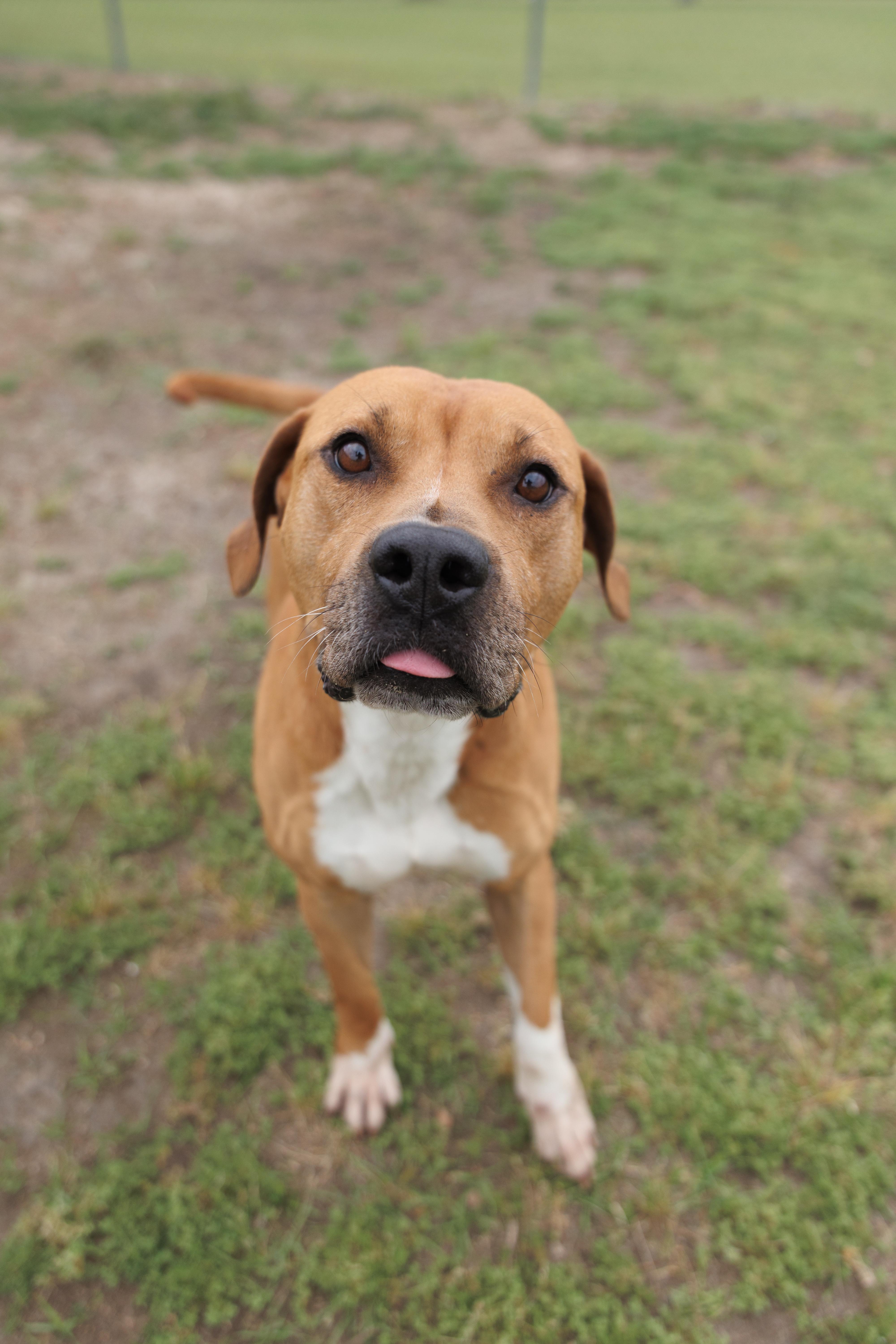 Cosmo, a ADOPTABLE mixed breed in Valdosta, GA image 5/6