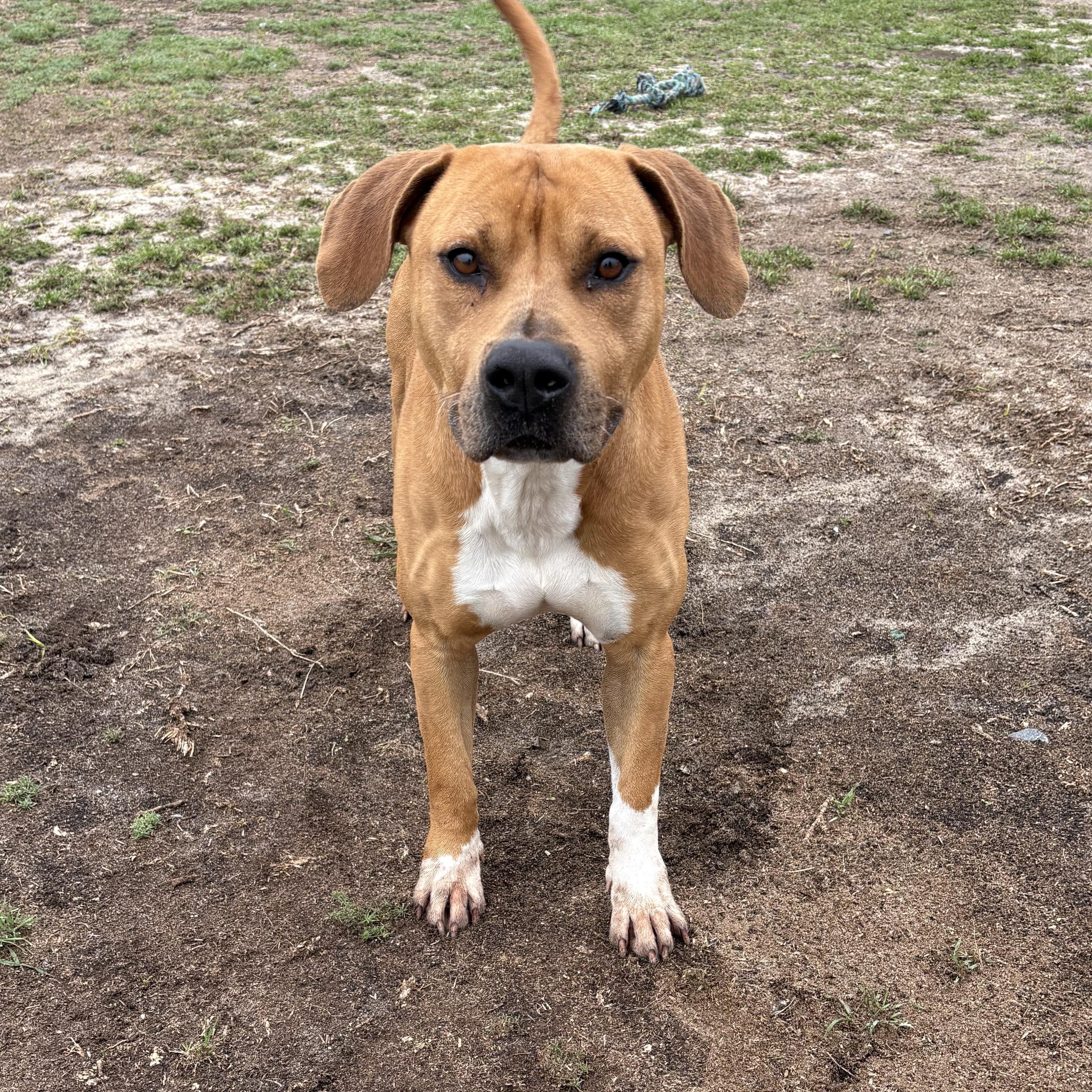 Cosmo, ADOPTABLE, Young Male Pit Bull Terrier & Labrador Retriever.