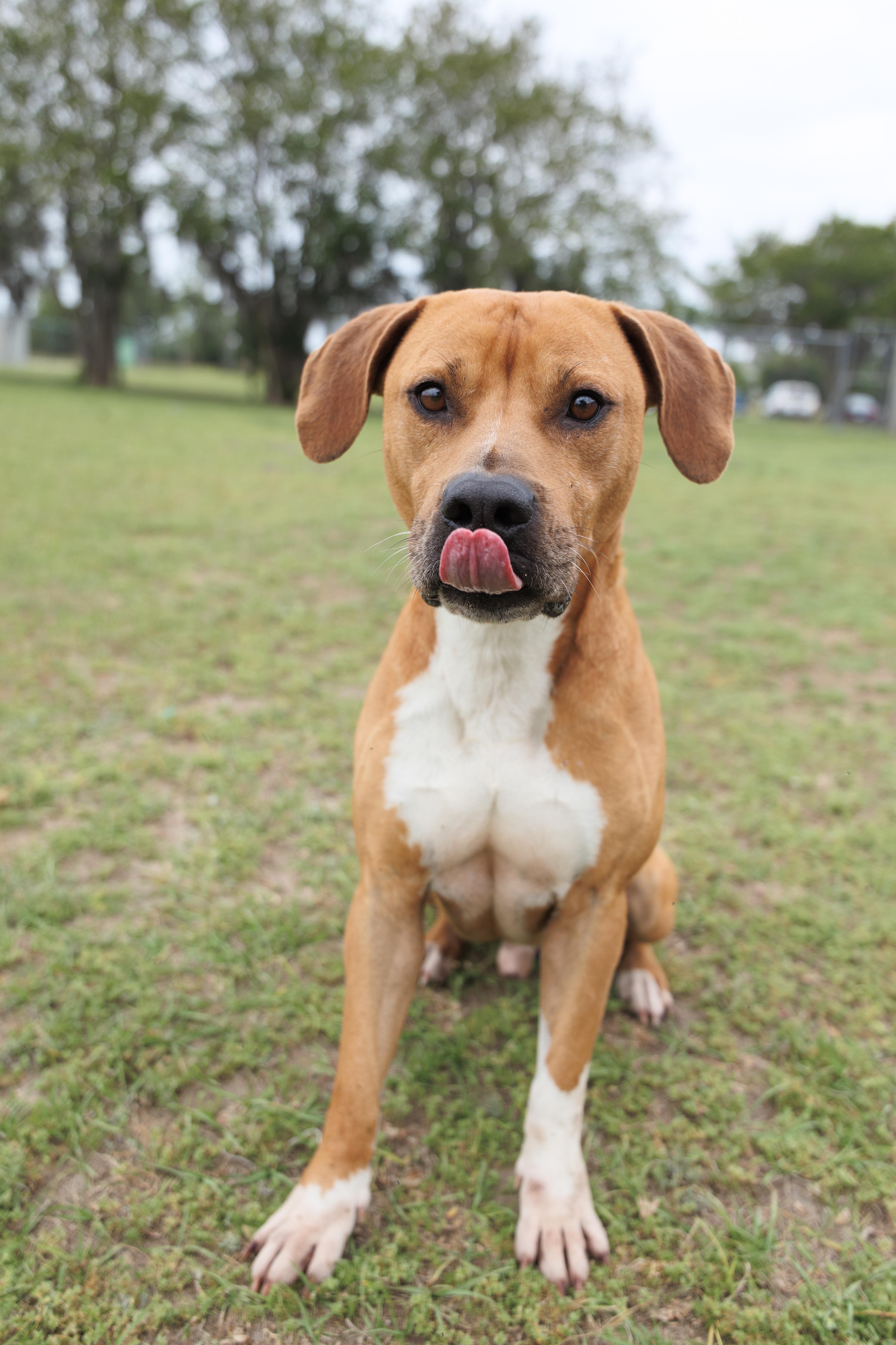 Cosmo, a ADOPTABLE mixed breed in Valdosta, GA image 4/6