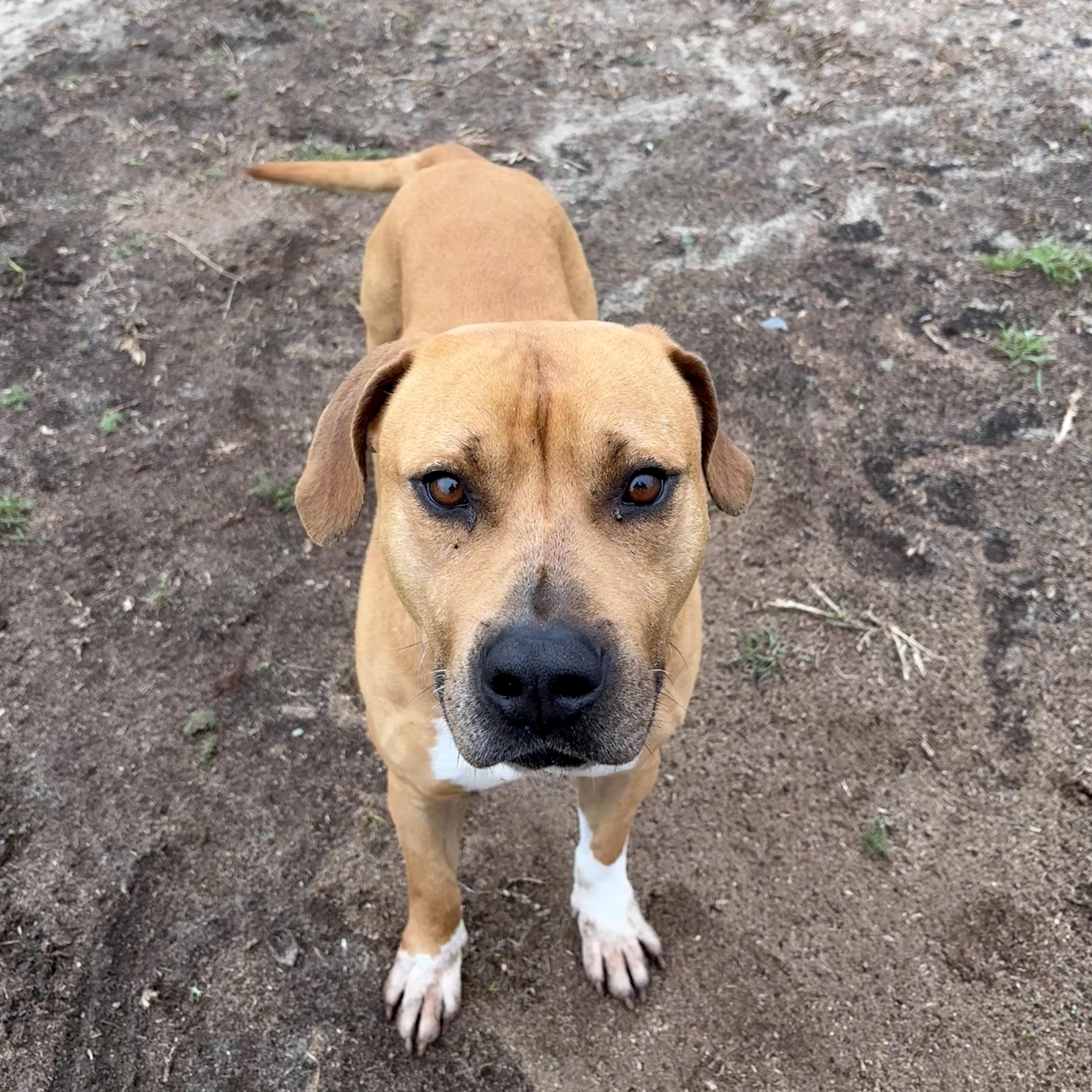 Enlarge Cosmo, a ADOPTABLE mixed breed in Valdosta, GA image 2/5