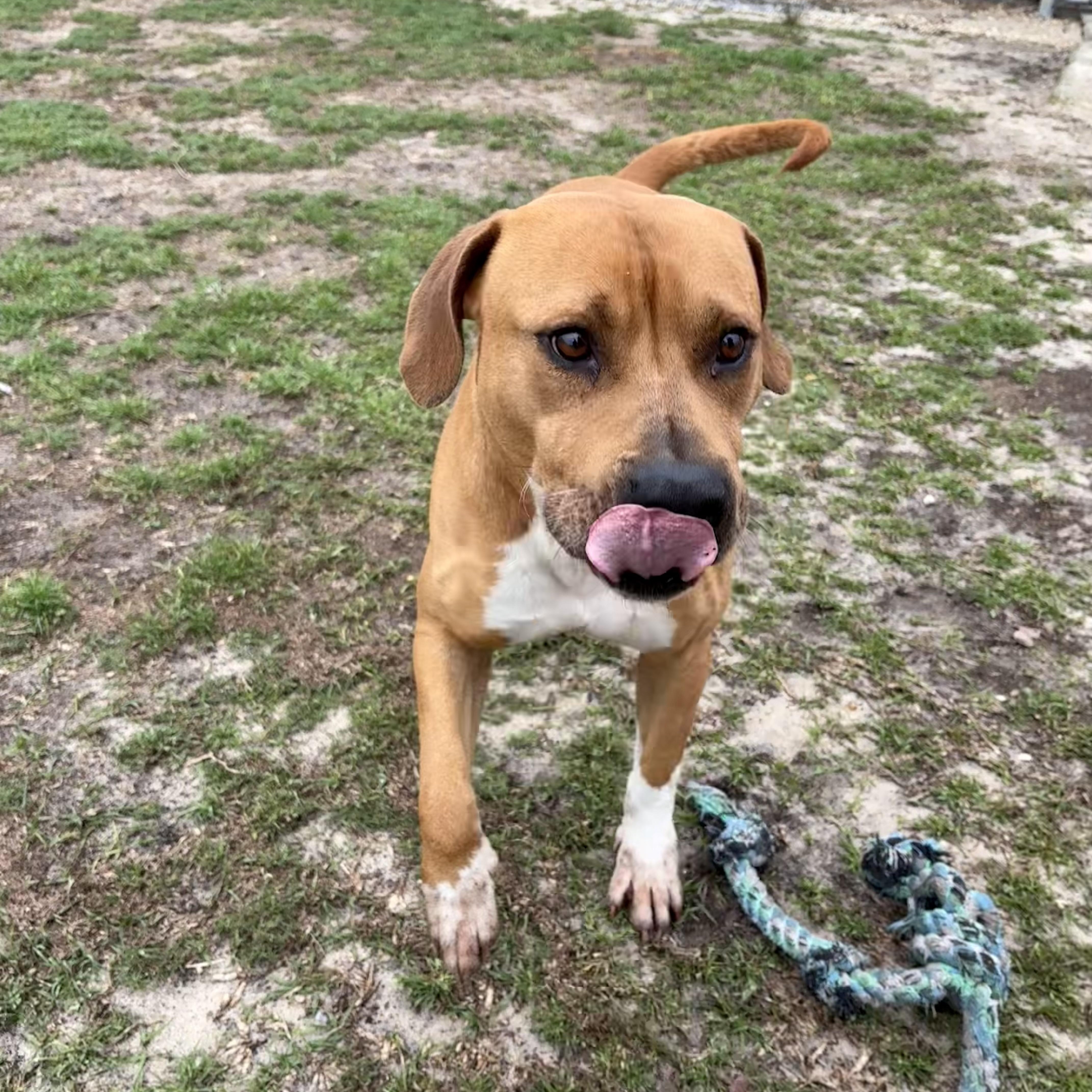 Enlarge Cosmo, a ADOPTABLE mixed breed in Valdosta, GA image 4/5