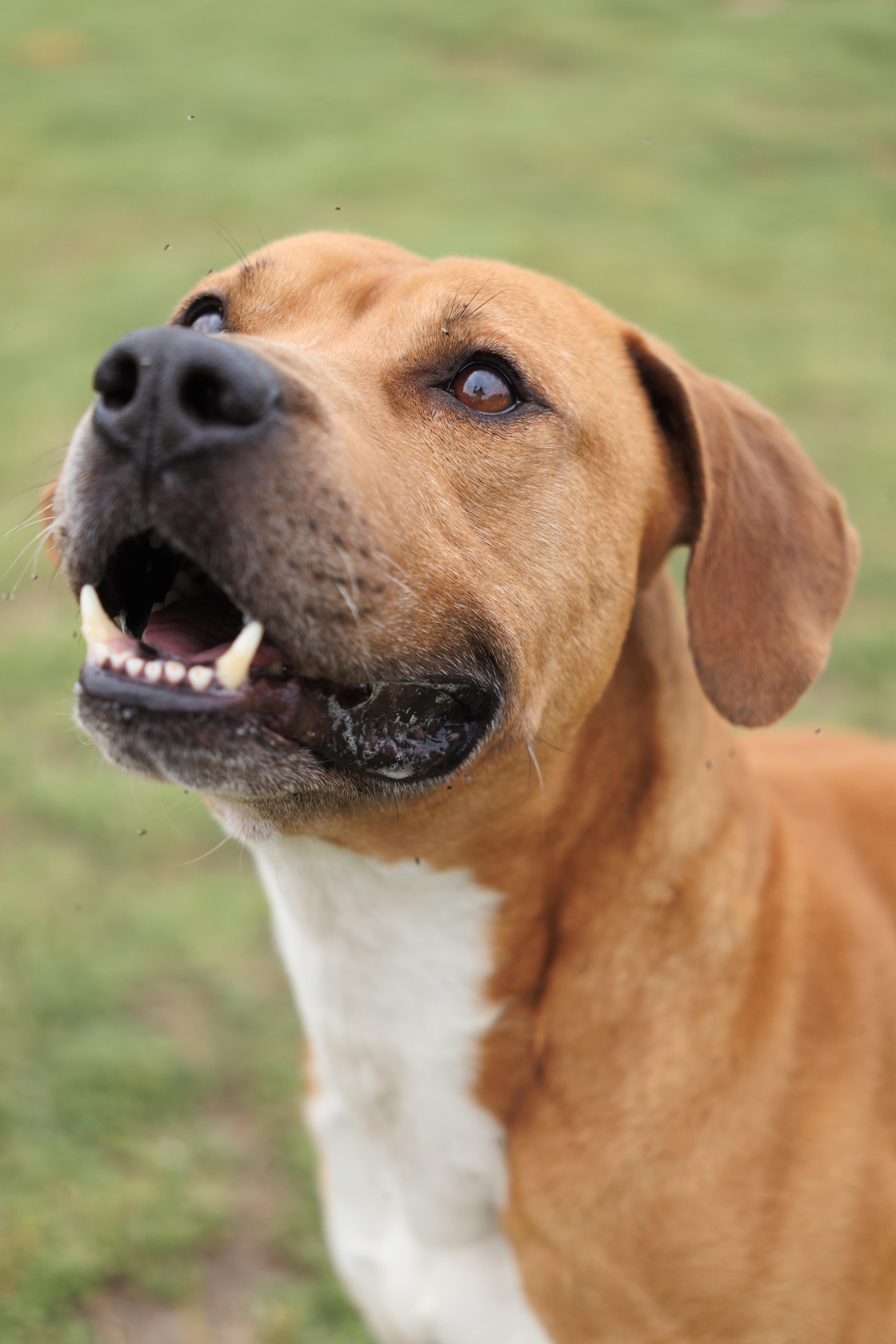 Cosmo, a ADOPTABLE mixed breed in Valdosta, GA image 2/6