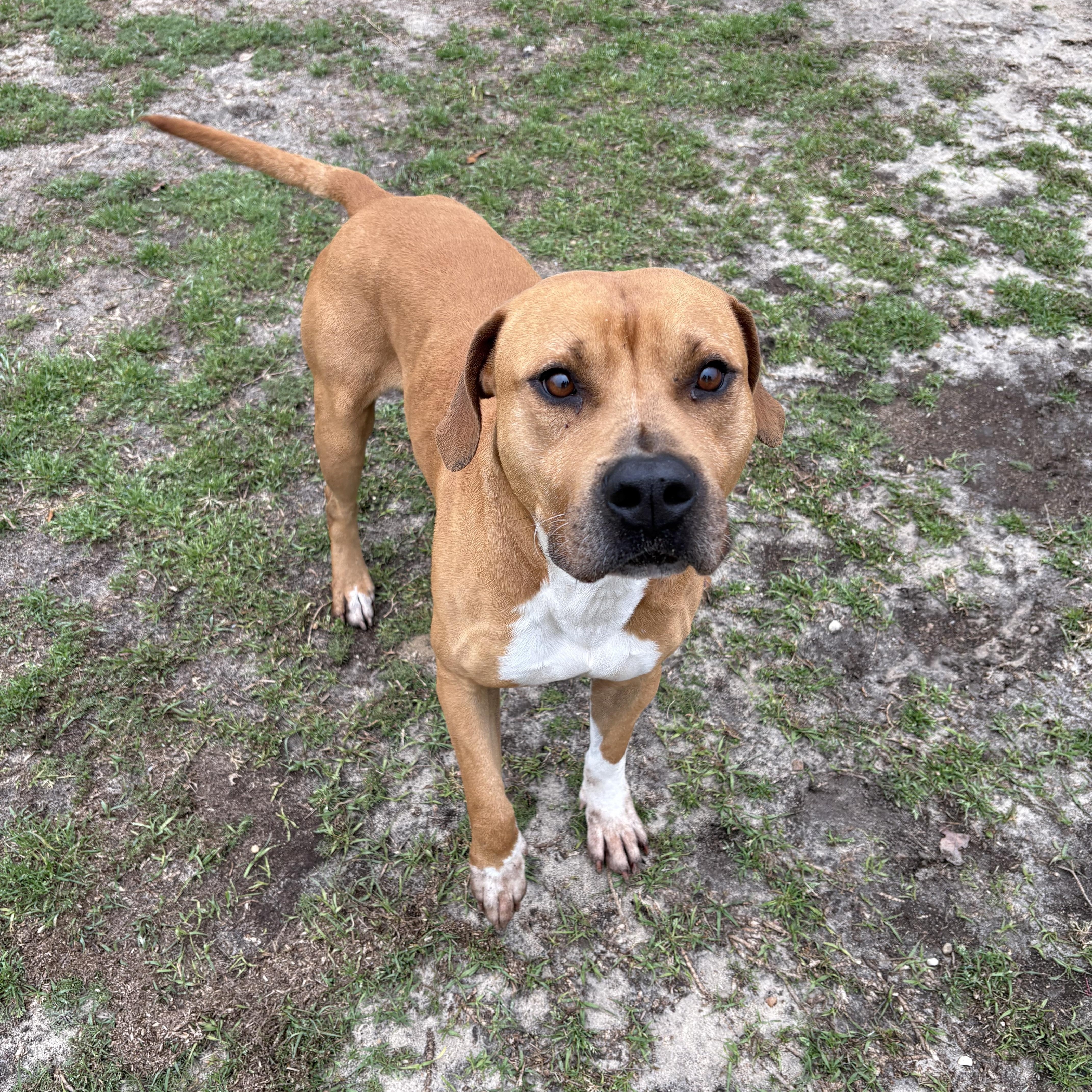 Enlarge Cosmo, a ADOPTABLE mixed breed in Valdosta, GA image 5/5