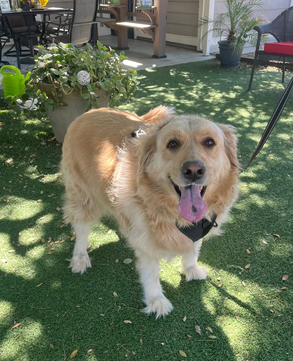 Enlarge Maggie, an adopted Golden Retriever in Temecula, CA image 1/1