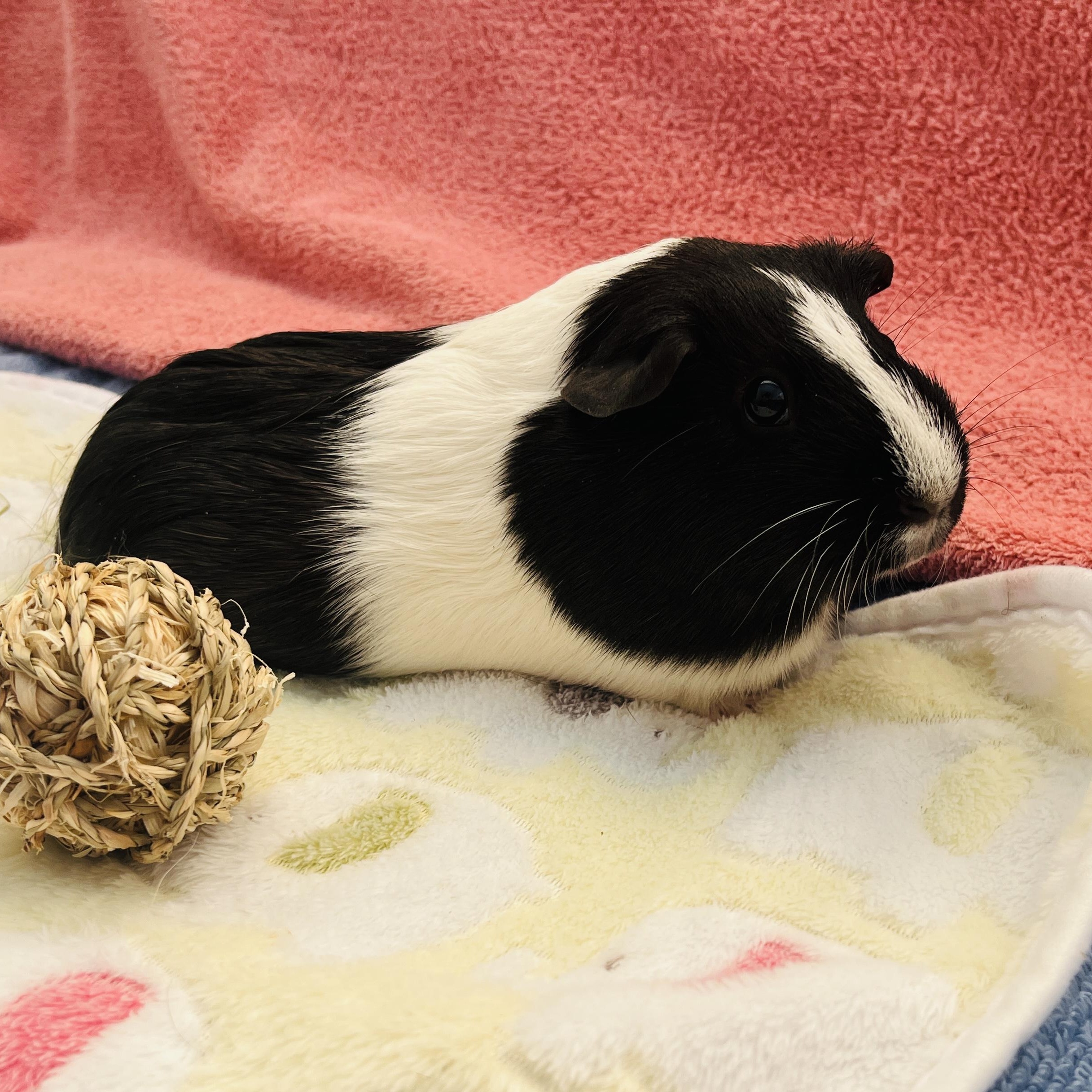 Brulee, a ADOPTABLE Guinea Pig in Oakland, CA image 4/5