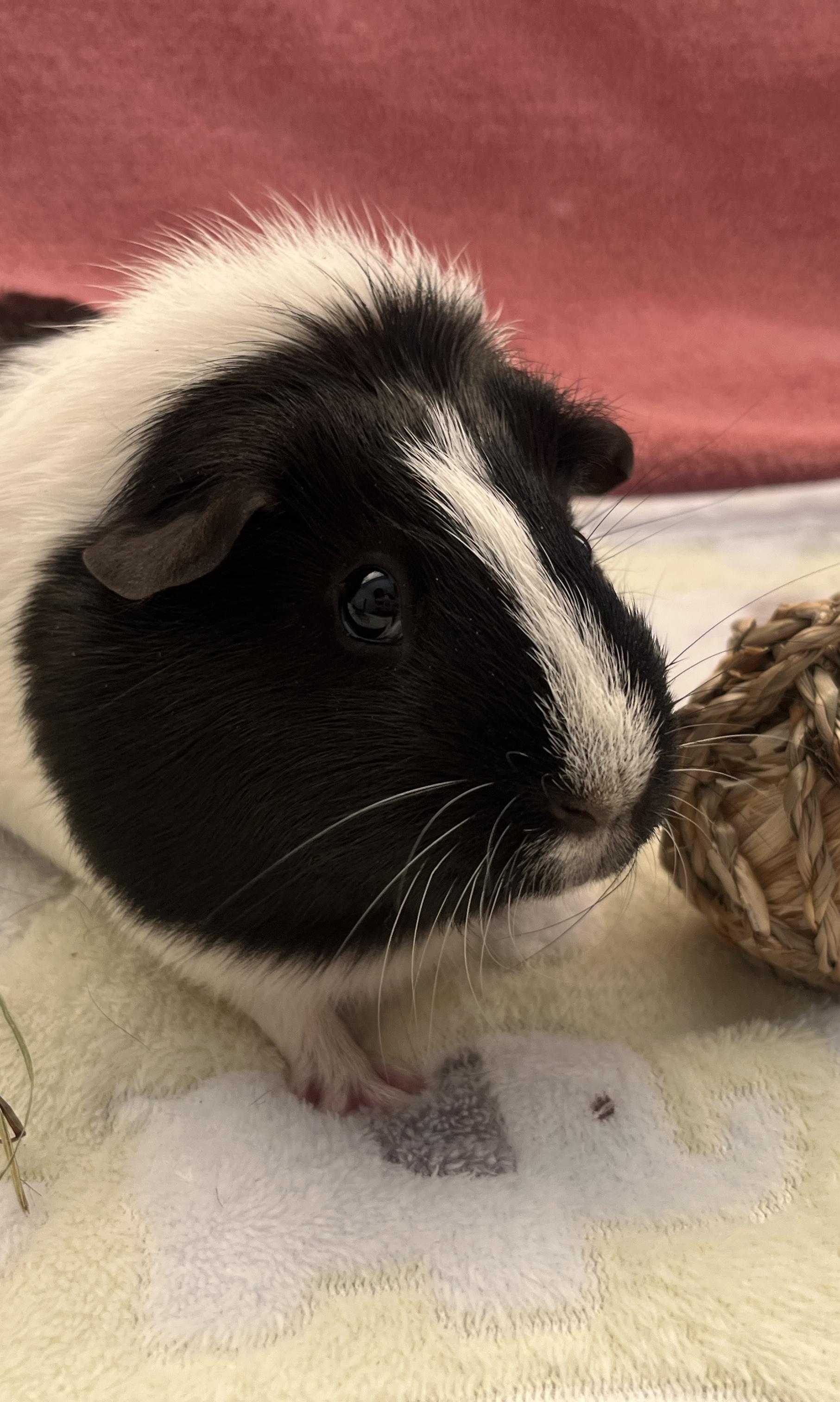 Brulee, a ADOPTABLE Guinea Pig in Oakland, CA image 2/5