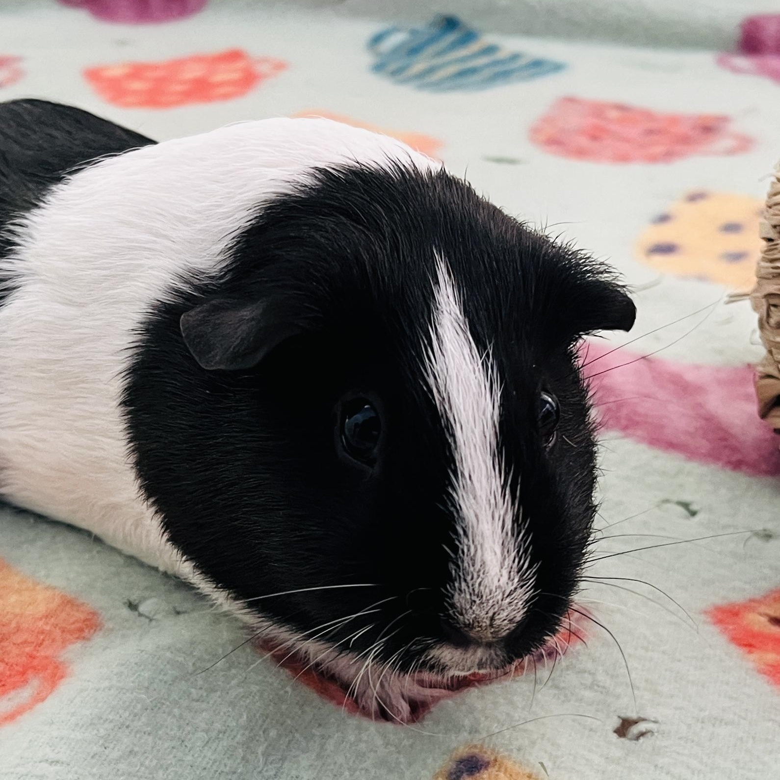 Enlarge Brulee, a ADOPTABLE Guinea Pig in Oakland, CA image 2/6