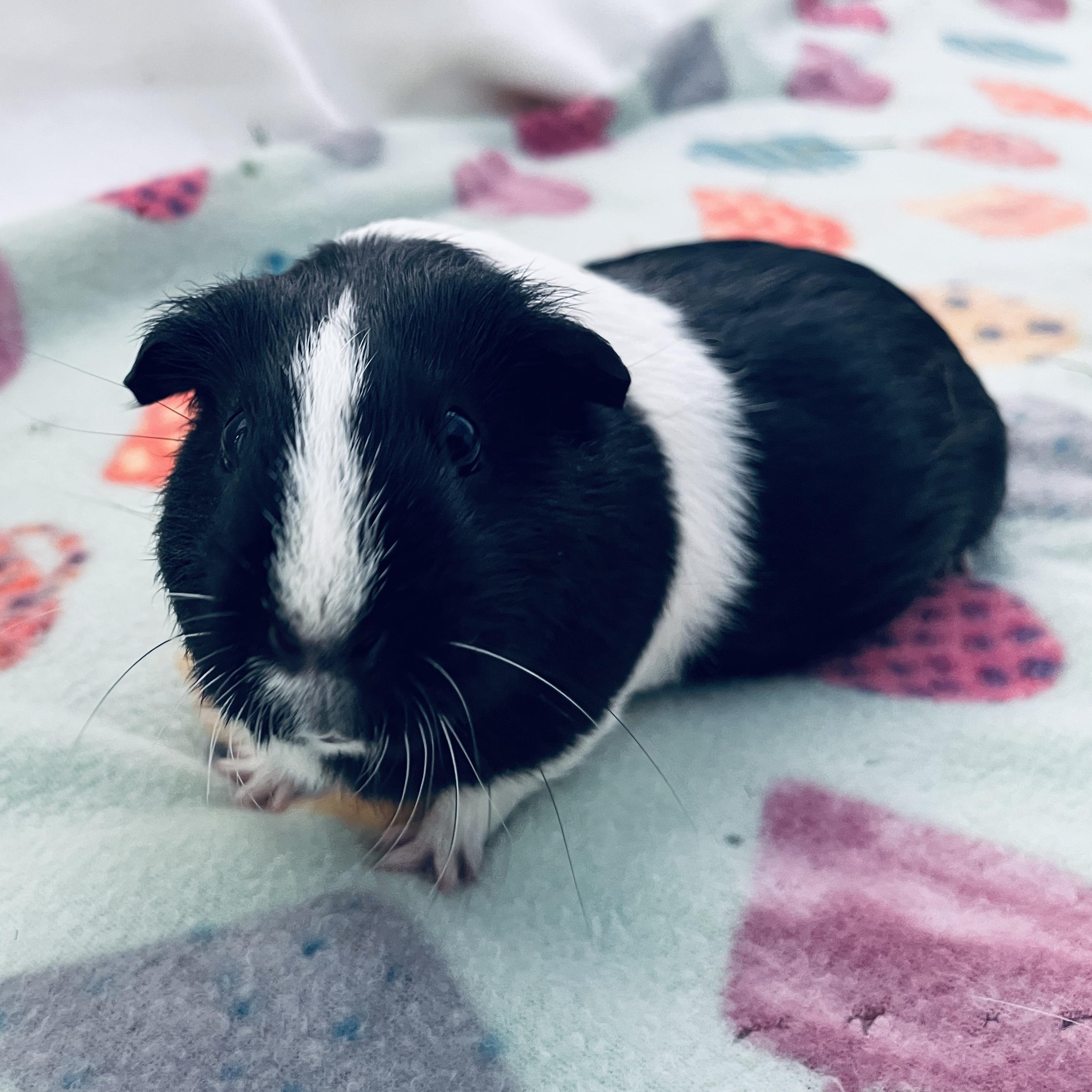 Enlarge Brulee, a ADOPTABLE Guinea Pig in Oakland, CA image 6/6