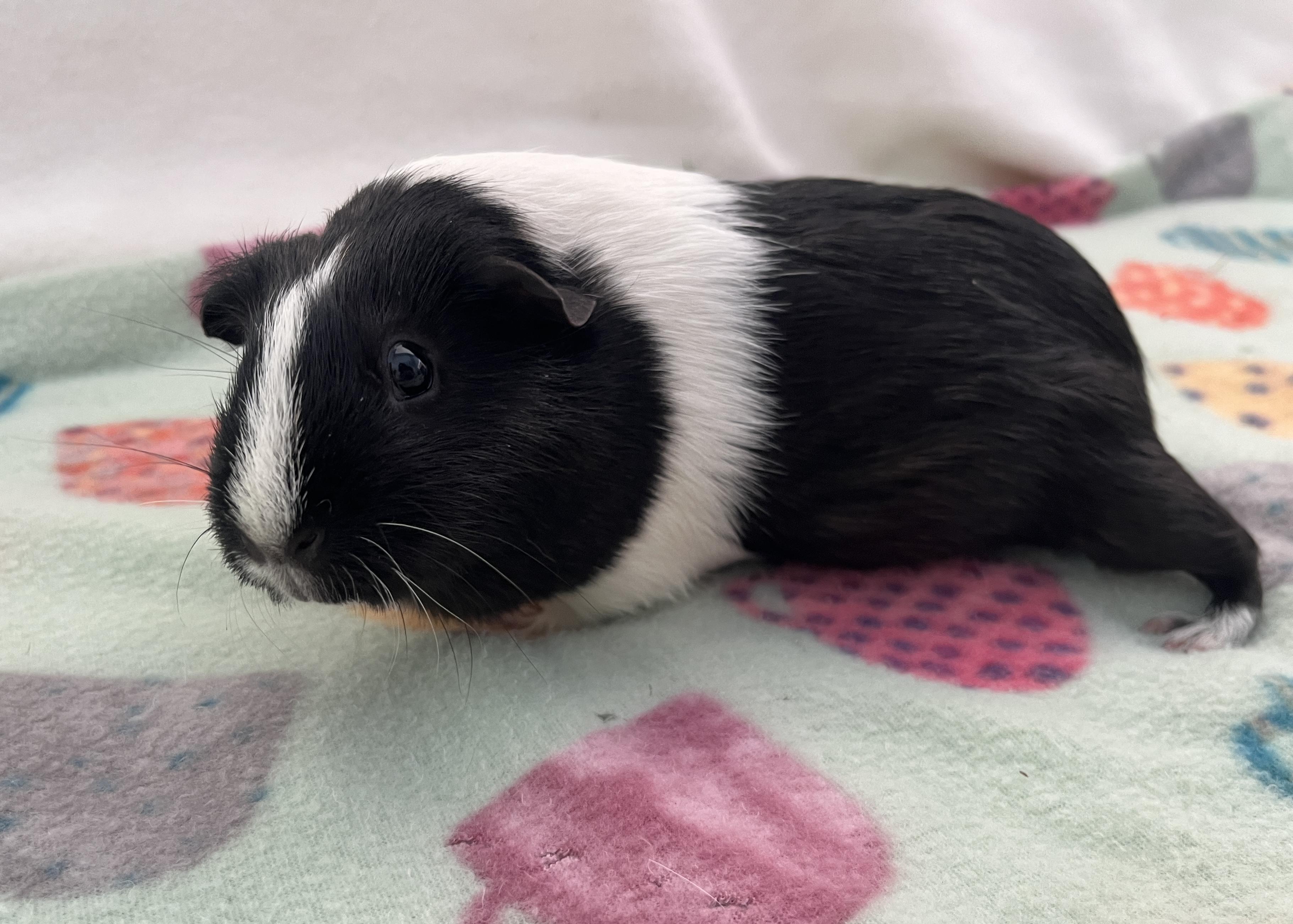 Enlarge Brulee, a ADOPTABLE Guinea Pig in Oakland, CA image 5/6