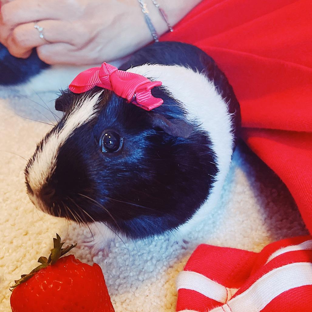 Brulee, a ADOPTABLE Guinea Pig in Oakland, CA image 1/5