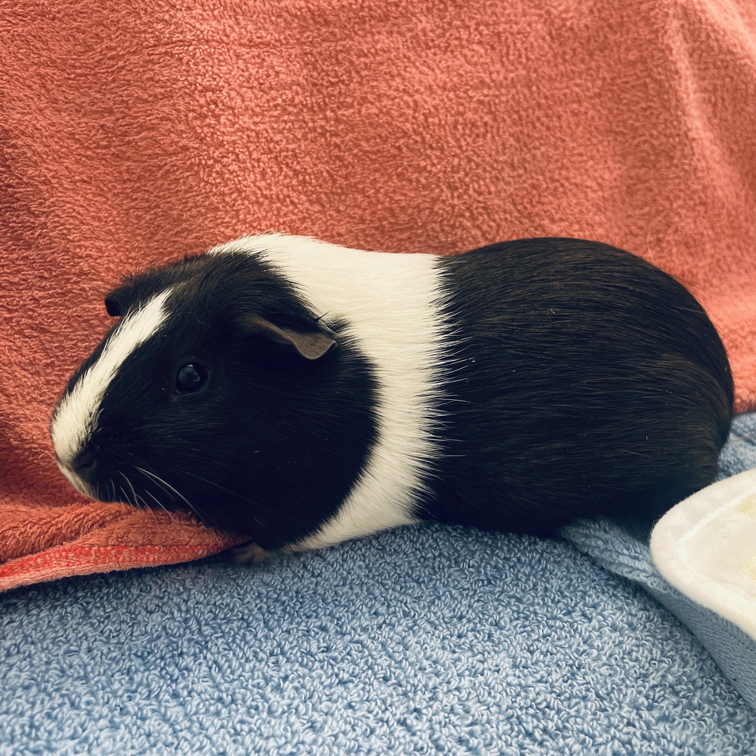 Brulee, a ADOPTABLE Guinea Pig in Oakland, CA image 5/5