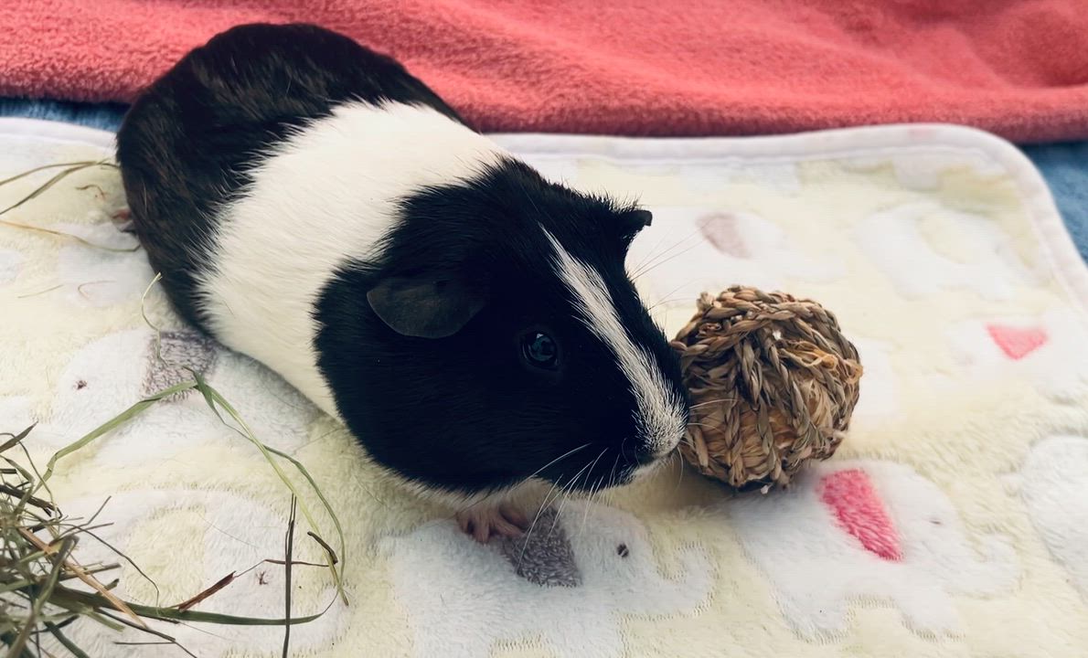 Enlarge Brulee, a ADOPTABLE Guinea Pig in Oakland, CA video 3/5