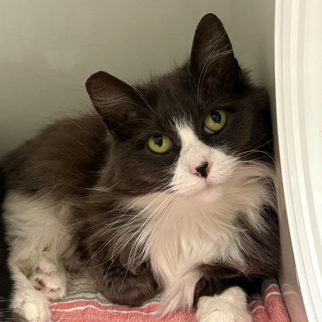 Enlarge Lola, a Adoptable Domestic Medium Hair in East Hanover, NJ image 1/4