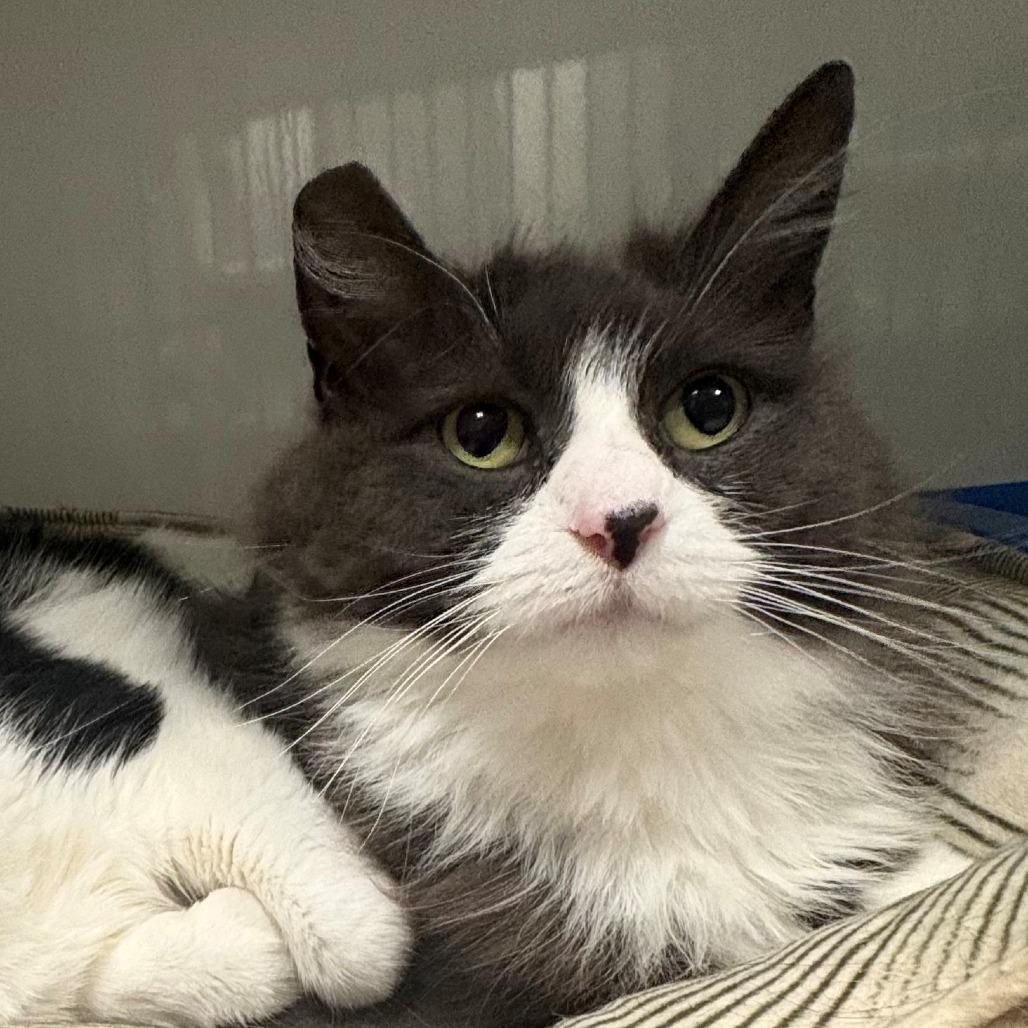 Enlarge Lola, a Adoptable Domestic Medium Hair in East Hanover, NJ image 2/4