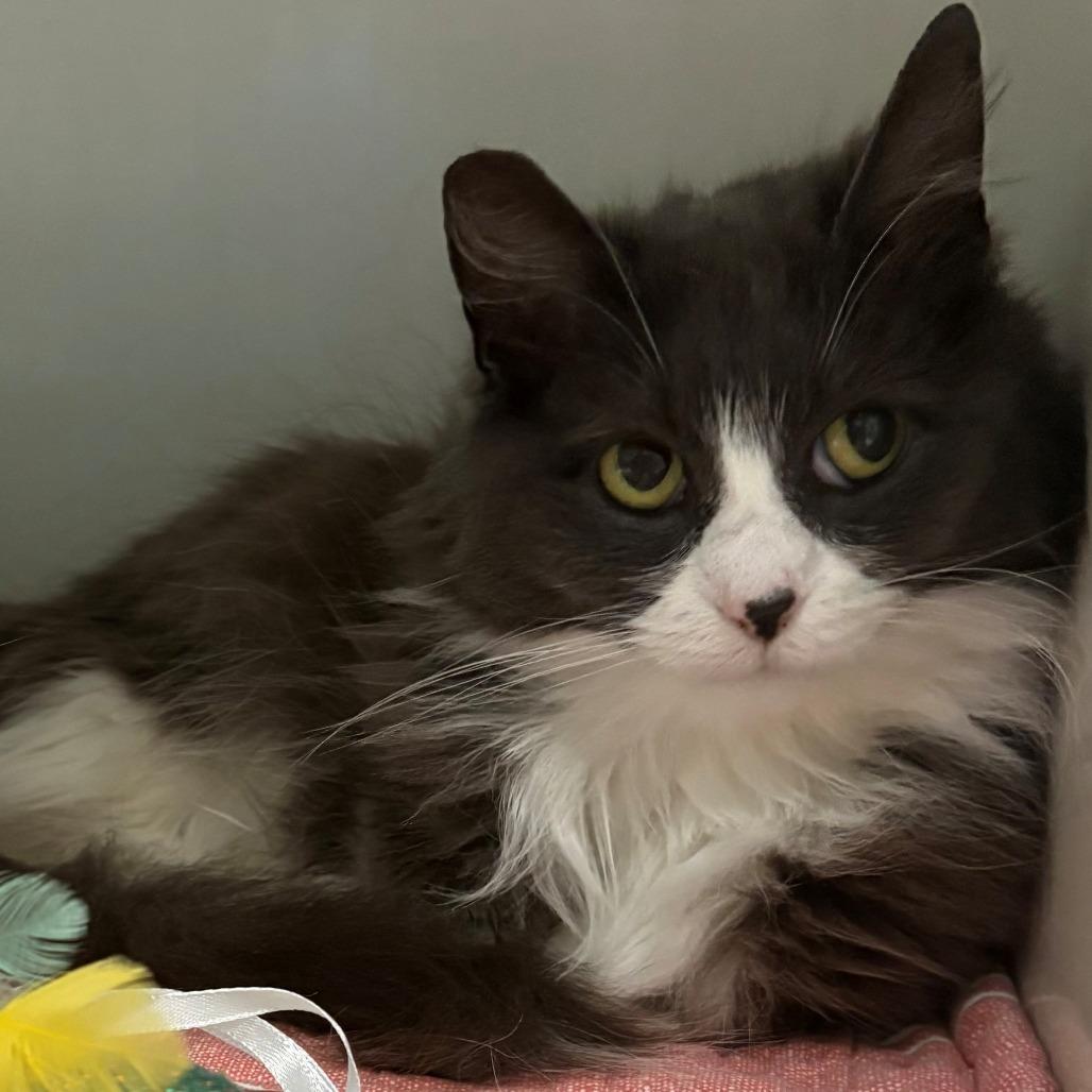 Enlarge Lola, a Adoptable Domestic Medium Hair in East Hanover, NJ image 3/4