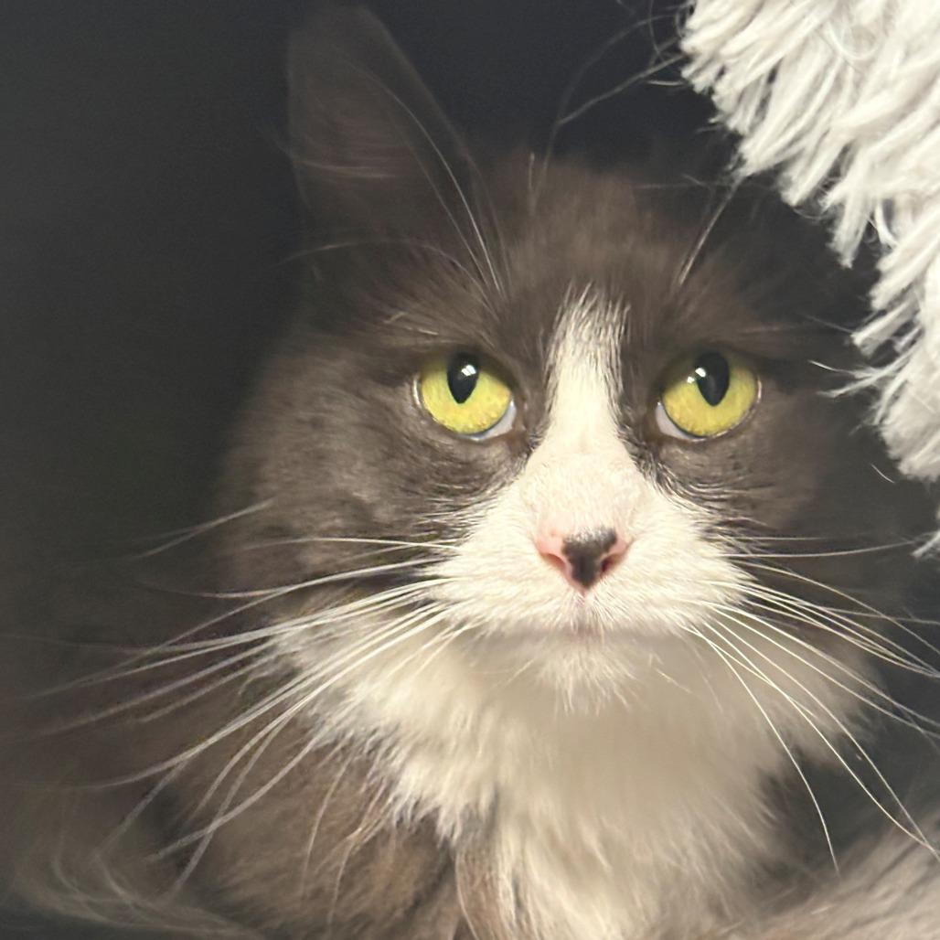 Lola, a Adoptable Domestic Medium Hair in East Hanover, NJ image 4/6
