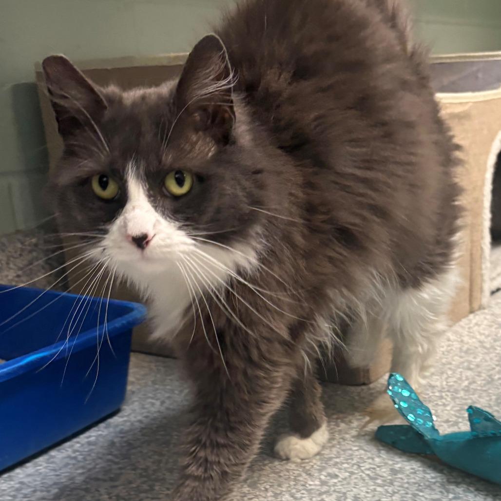 Lola, a Adoptable Domestic Medium Hair in East Hanover, NJ image 5/6
