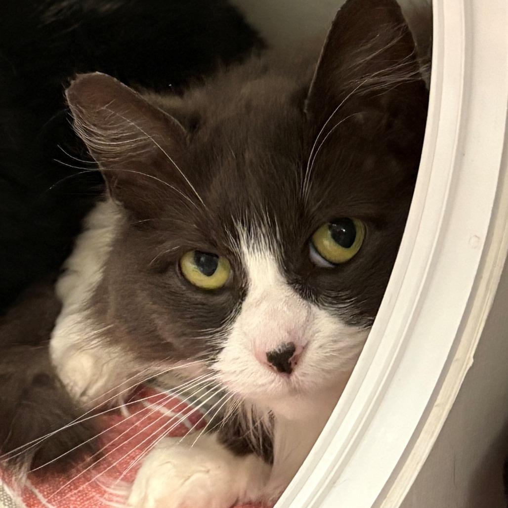 Enlarge Lola, a Adoptable Domestic Medium Hair in East Hanover, NJ image 4/4