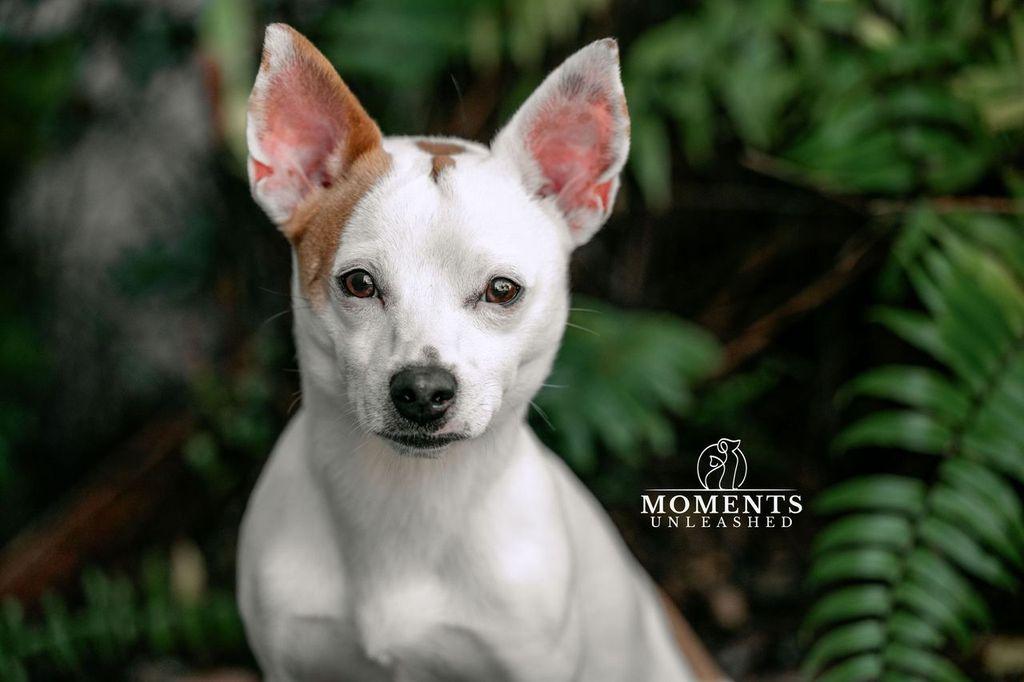 Tipper, Adoptable, Young Male Chihuahua.