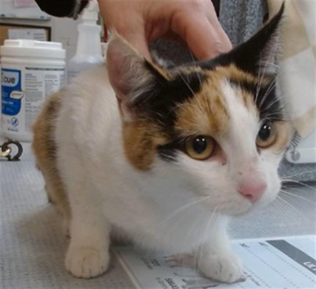 CHARLET, Adoptable, Young Female Domestic Short Hair.