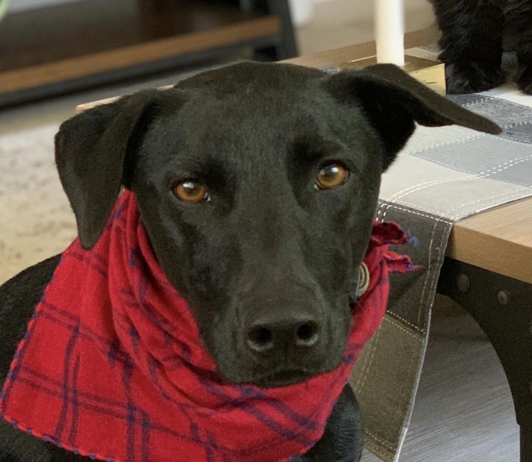 Stella, ADOPTABLE, Adult Female Mountain Dog.