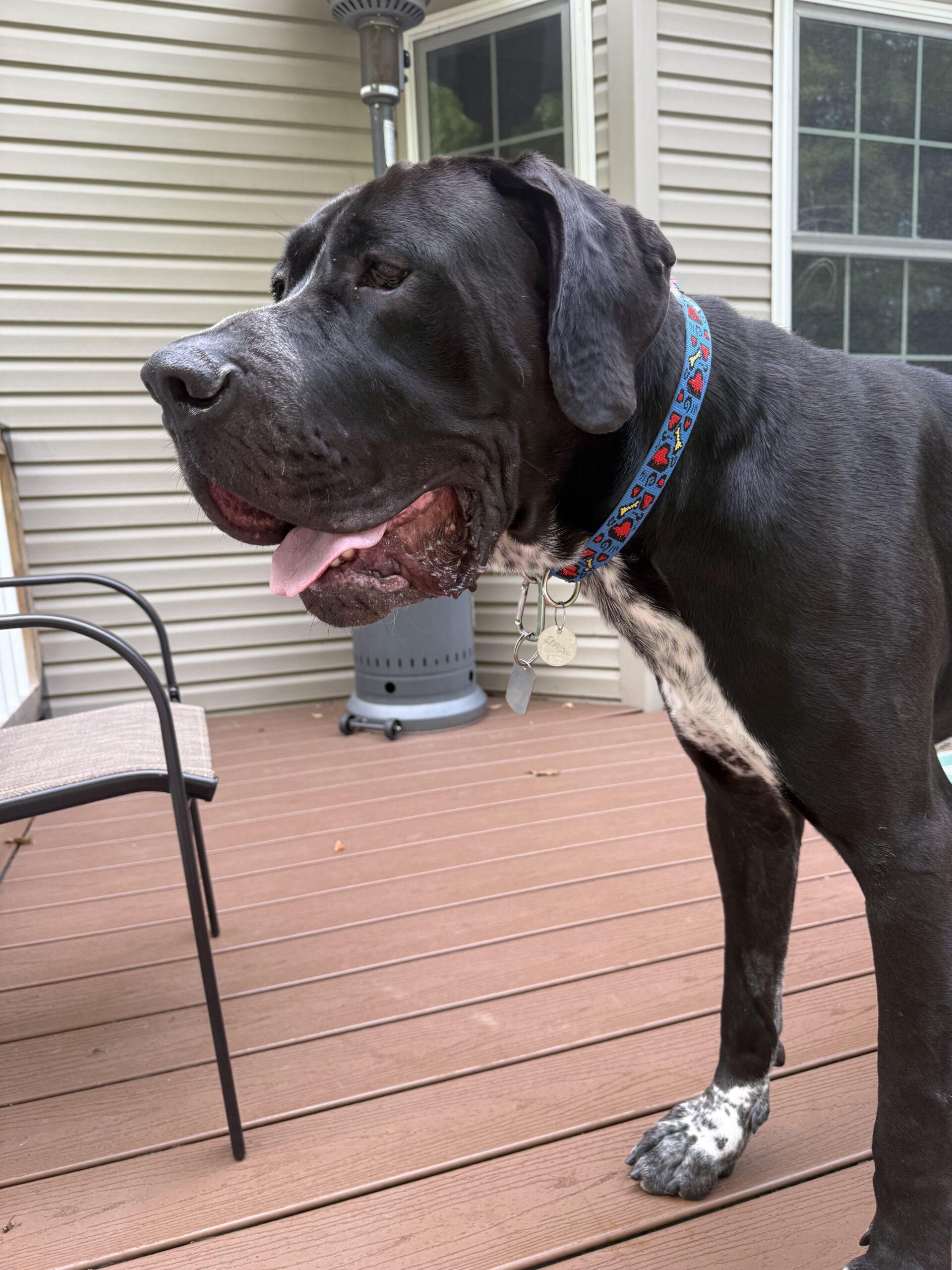 Elmer, ADOPTABLE, Young Male Great Dane.
