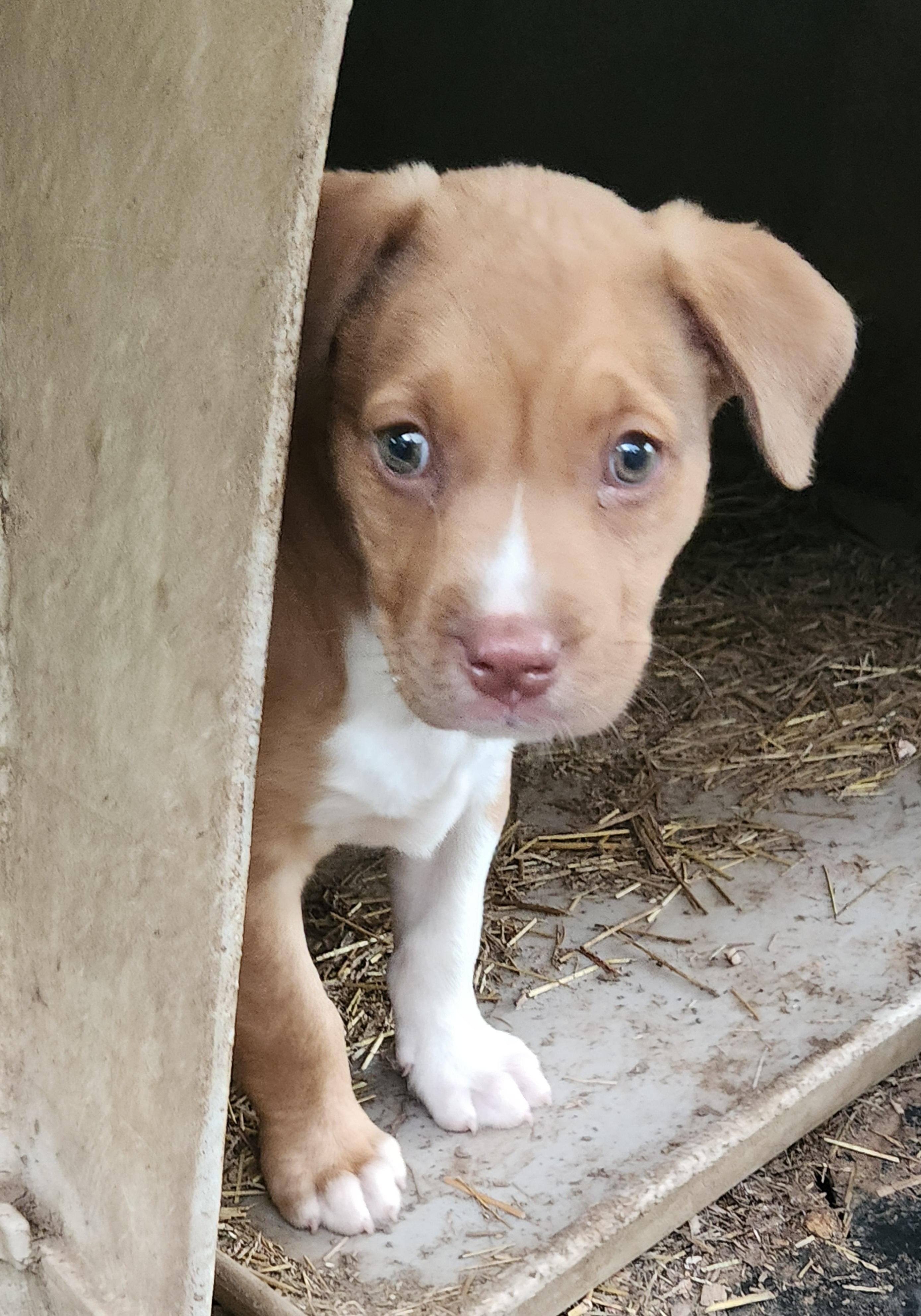 Ginger, a ADOPTABLE mixed breed in Flintstone, GA image 2/3