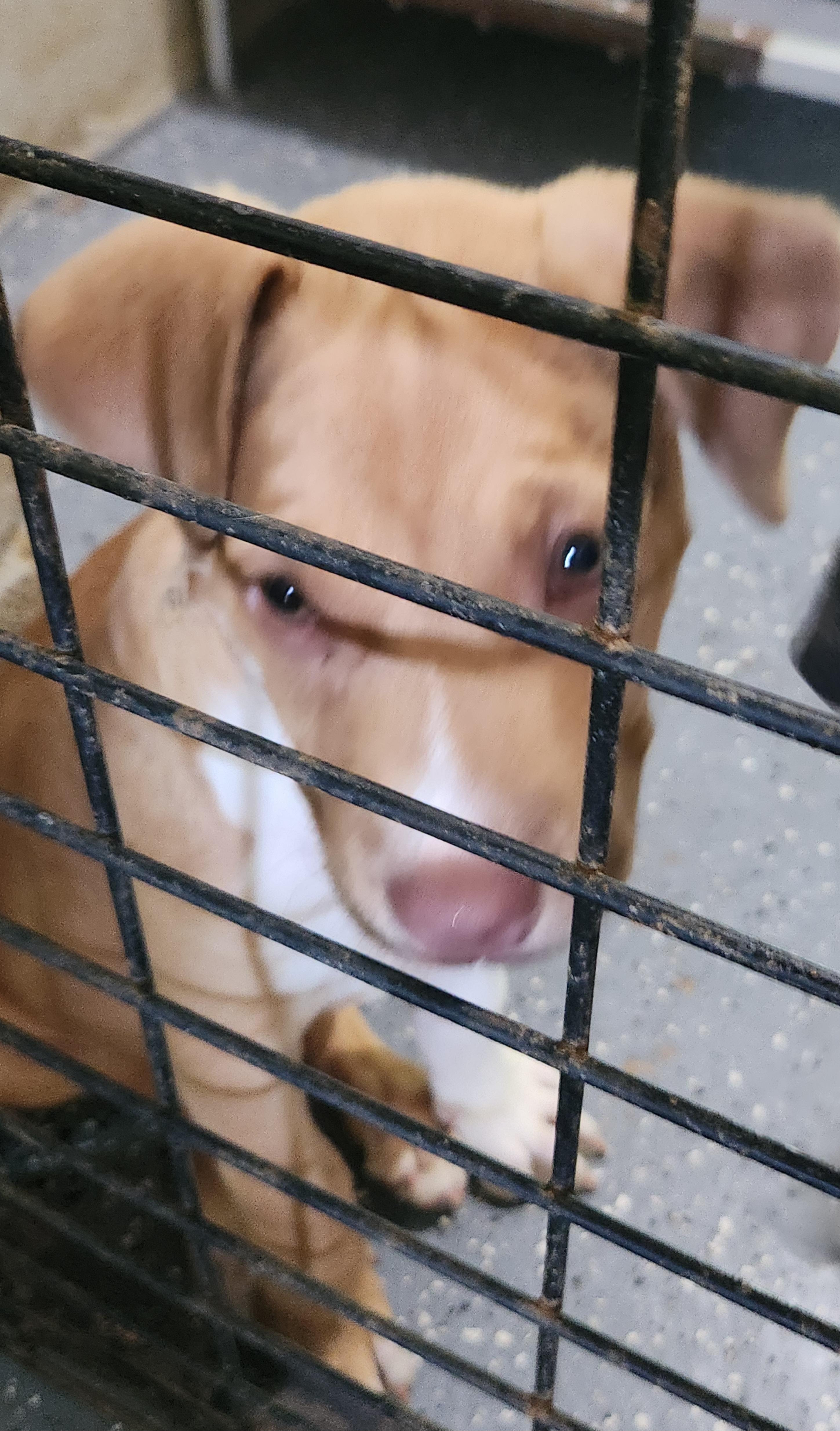 Enlarge Ginger, an adopted mixed breed in Flintstone, GA image 5/5