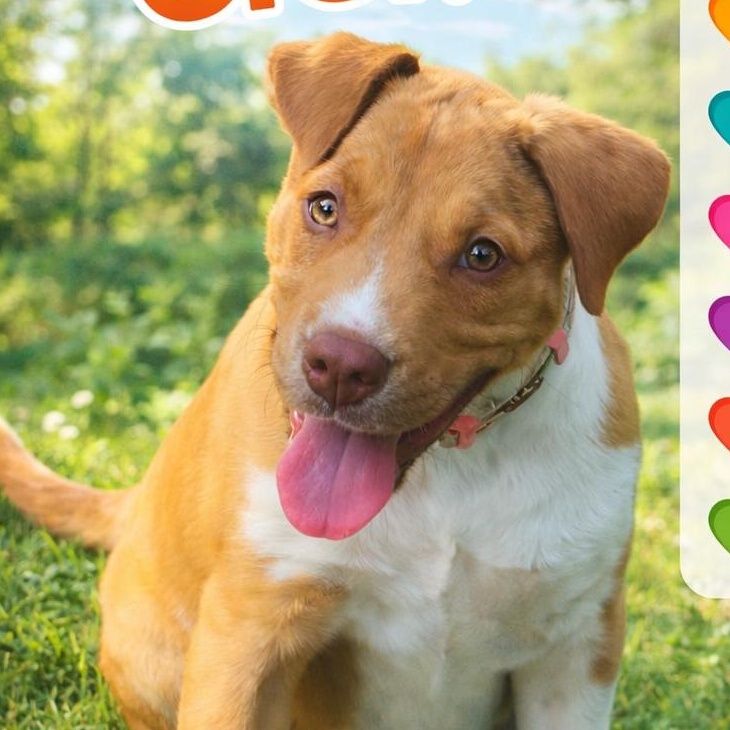 Ginger, adopted, Puppy Female Terrier & Mixed Breed.