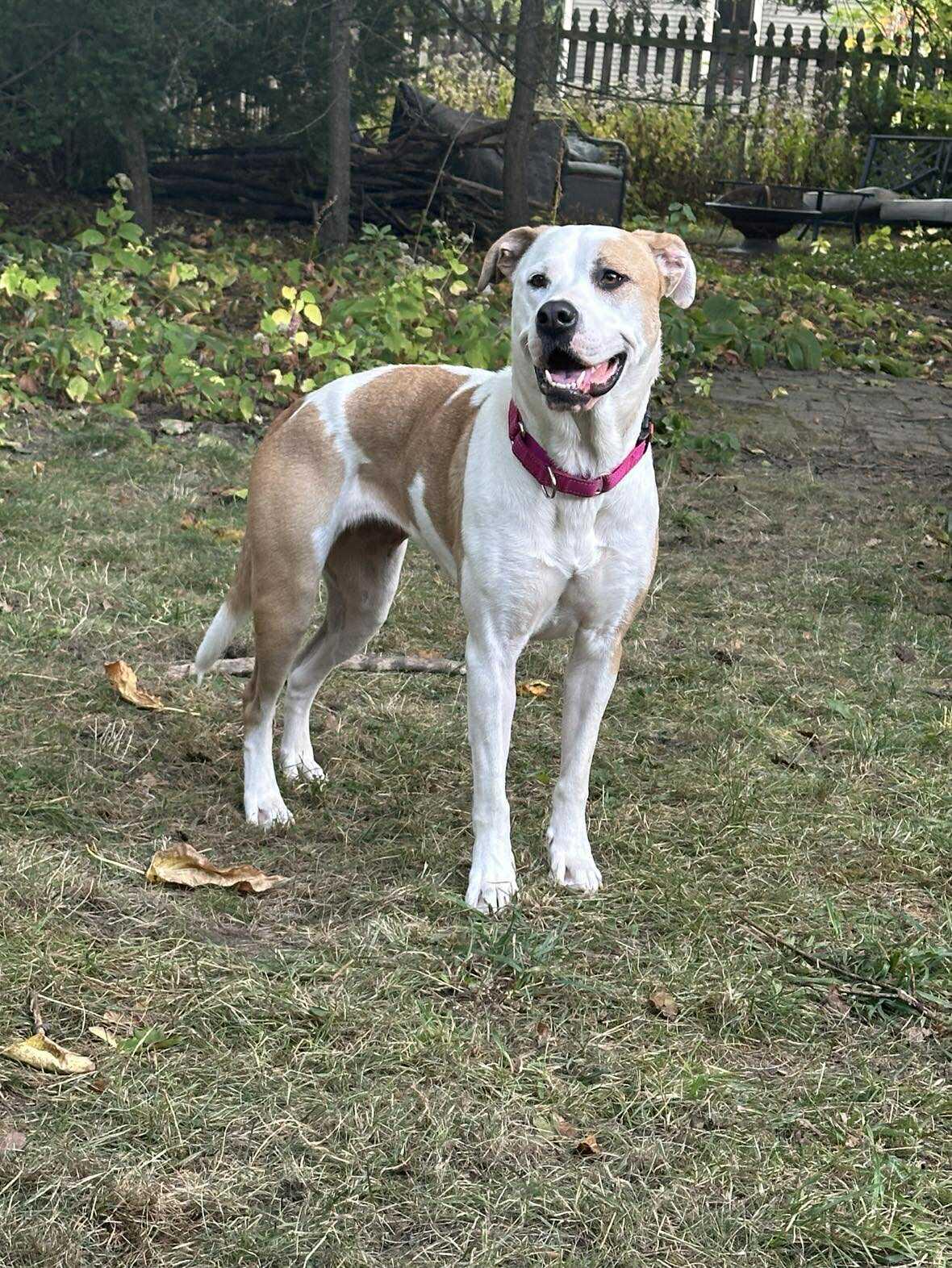 Enlarge Roxy, a Adoptable mixed breed in Rochester, NY image 2/5