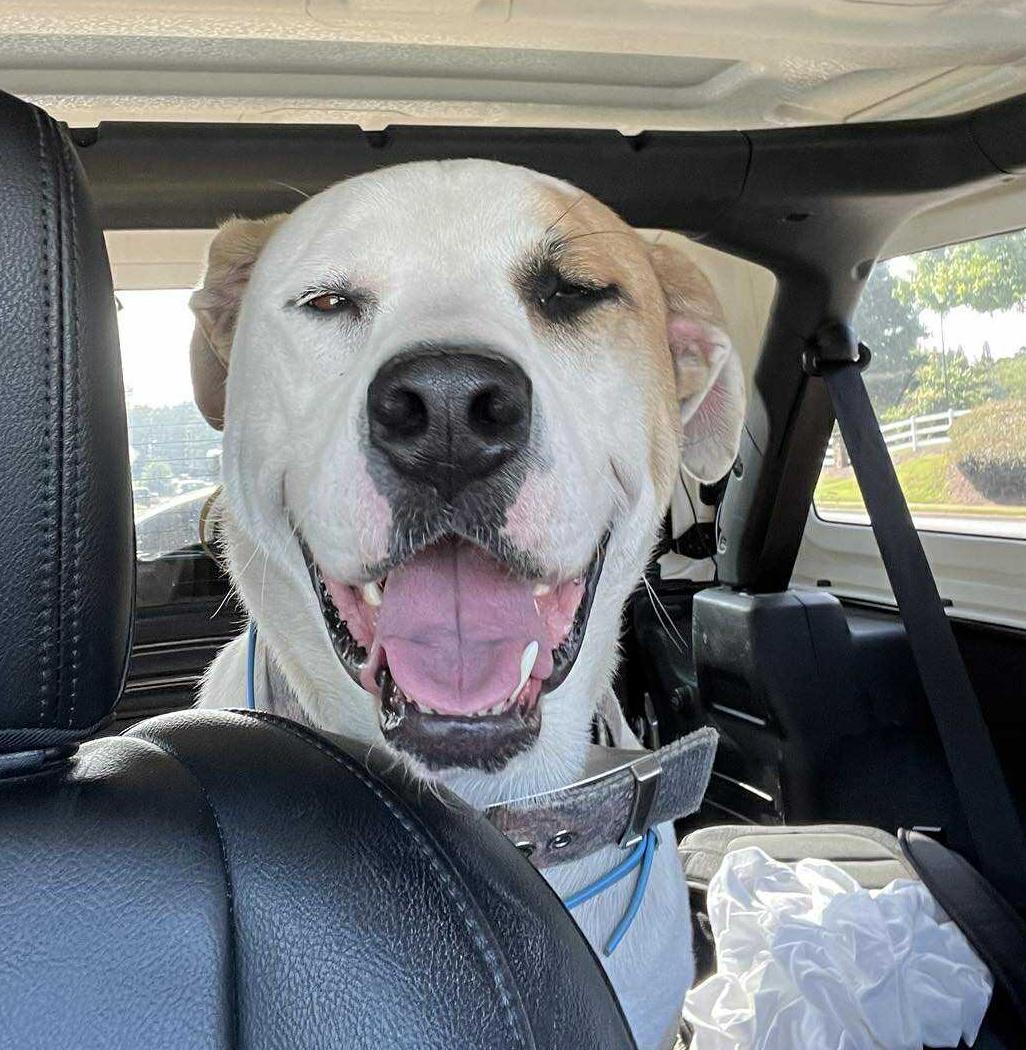 Enlarge Roxy, a Adoptable mixed breed in Rochester, NY image 3/5