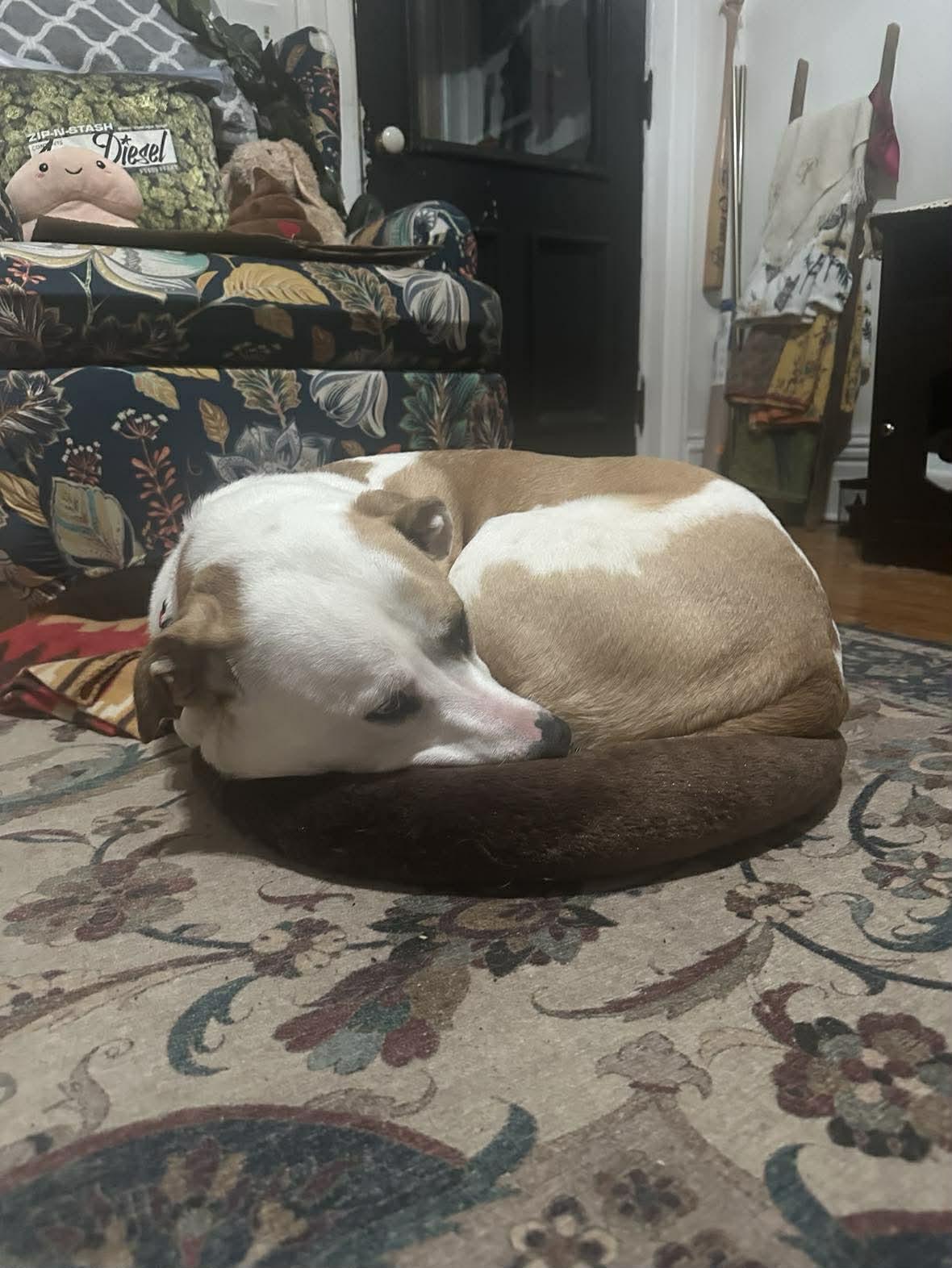 Roxy, Adoptable, Young Female American Bulldog & Staffordshire Bull Terrier.
