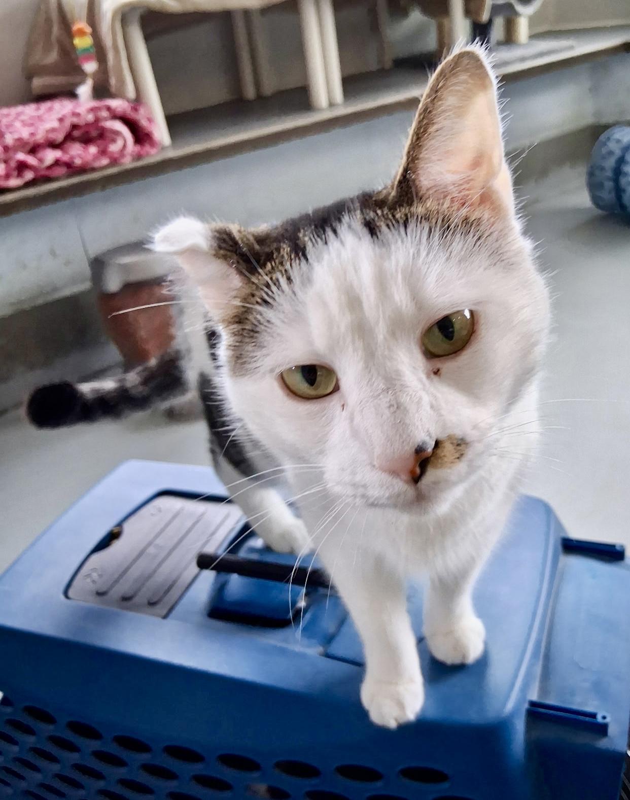 Enlarge Butch Cassidy, a Adoptable Domestic Short Hair in Yonkers, NY image 2/4
