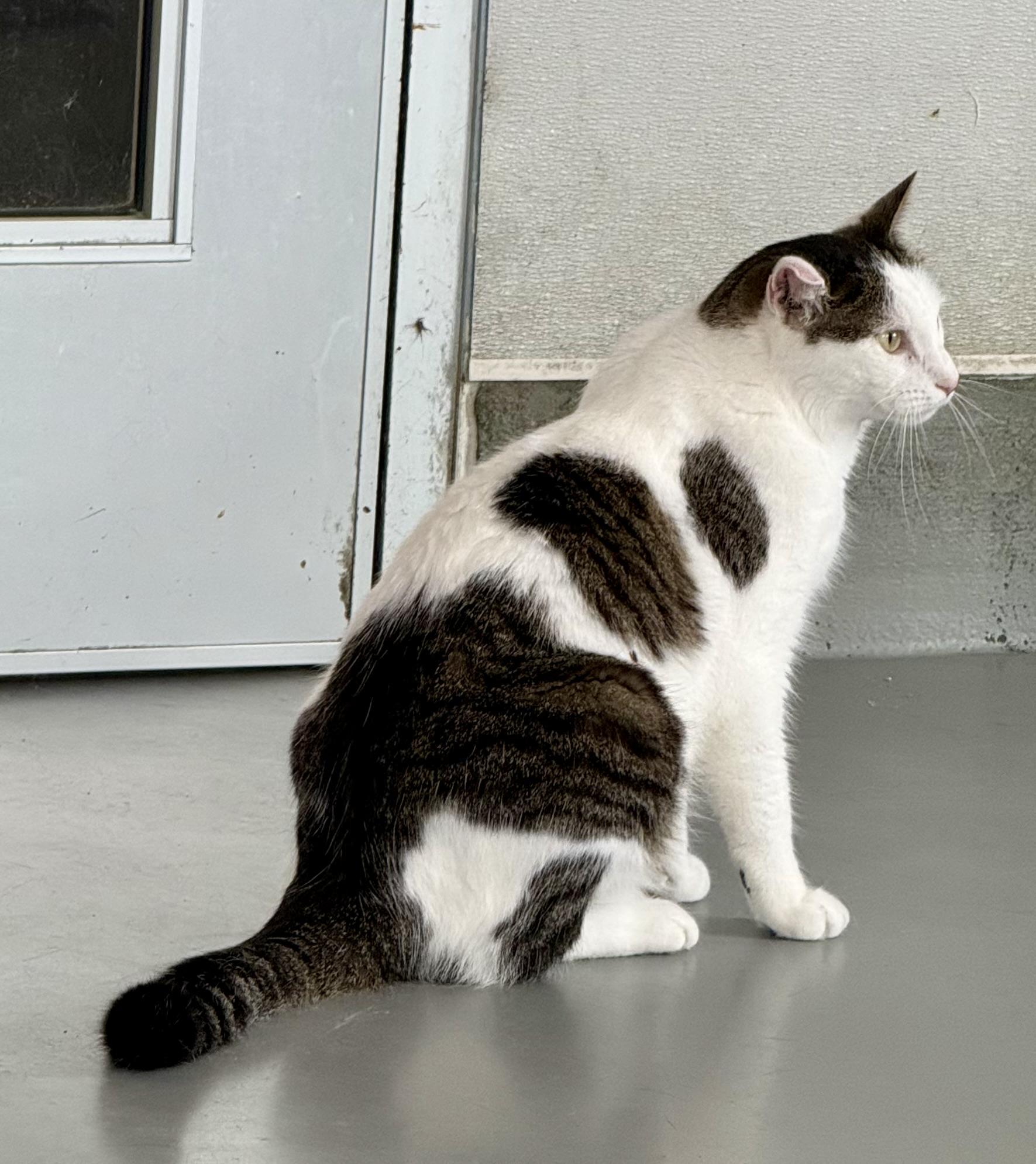 Butch Cassidy, ADOPTABLE, Young Male Domestic Short Hair.
