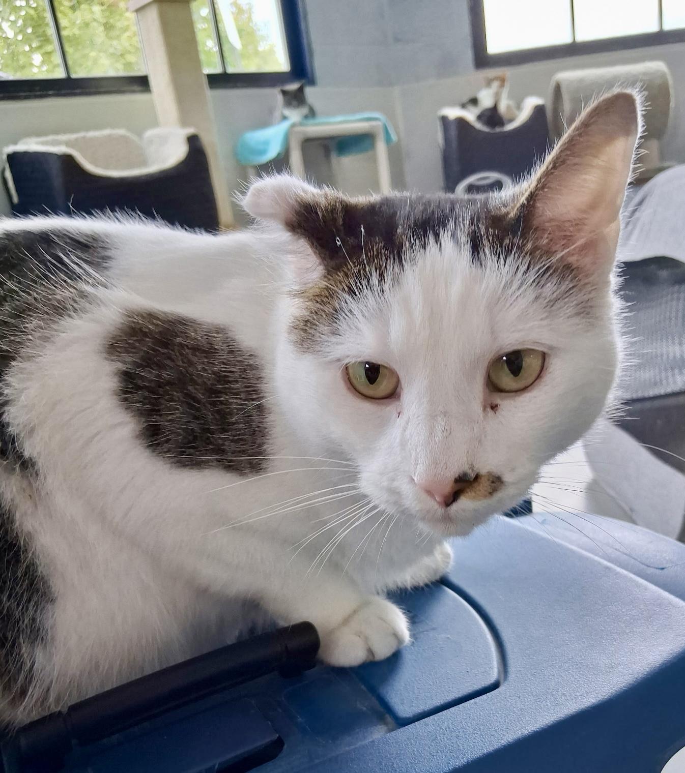 Enlarge Butch Cassidy, a Adoptable Domestic Short Hair in Yonkers, NY image 3/4