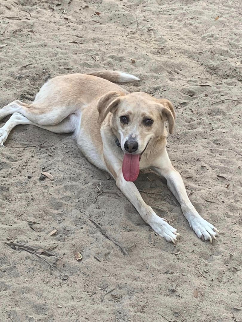 Brownie, Adoptable, Adult Female Husky.