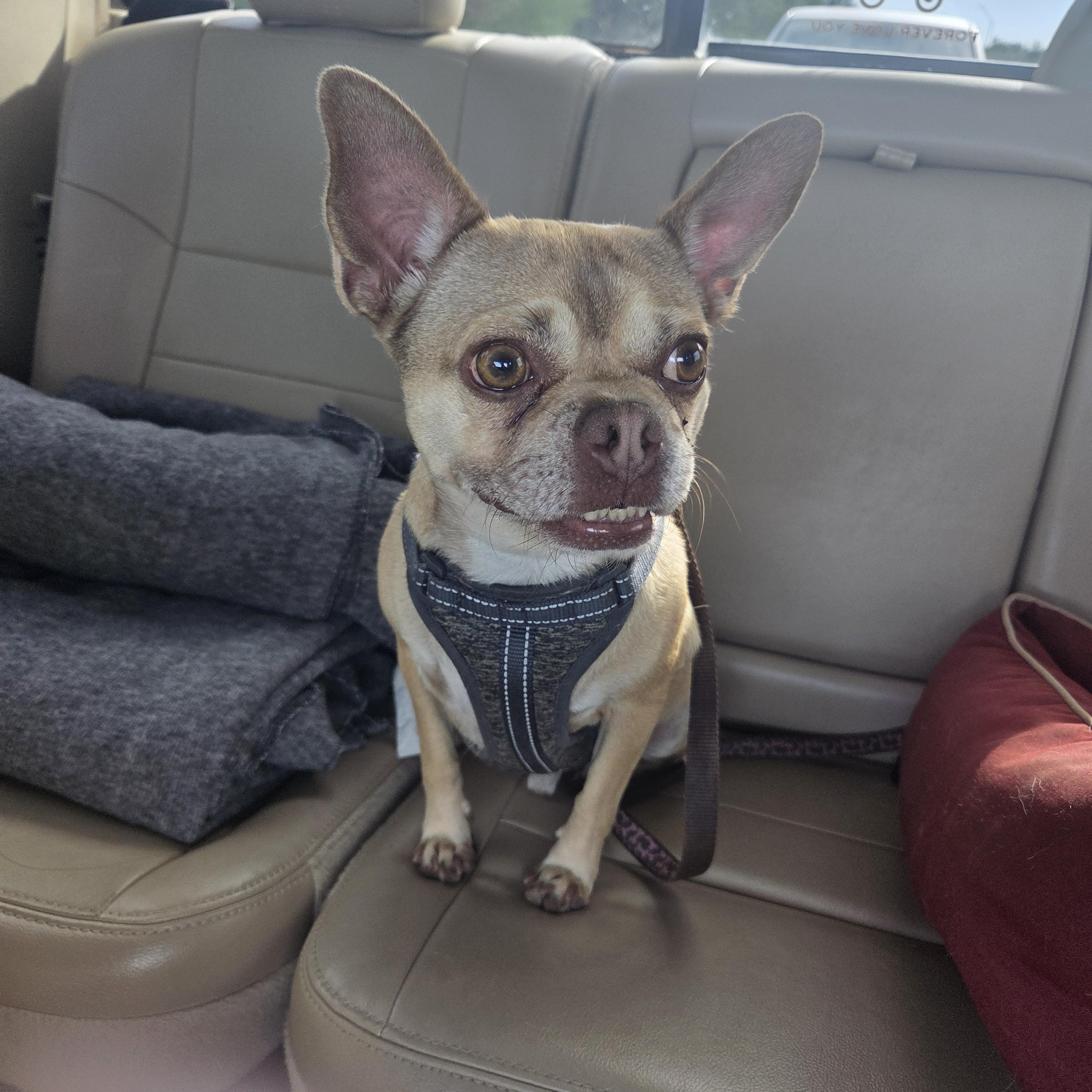 Champ, ADOPTABLE, Adult Male Boston Terrier & Pug.