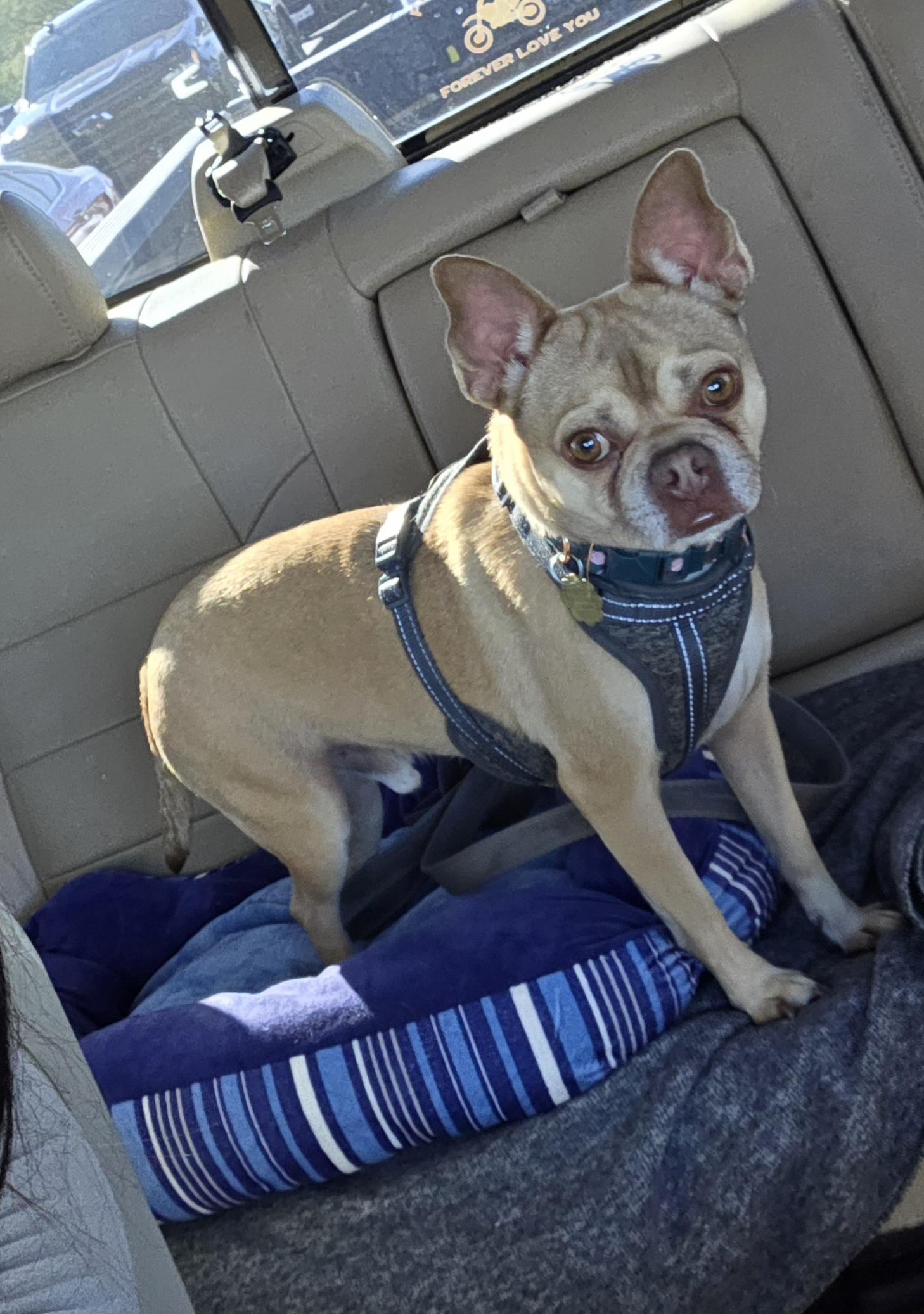 Champ, a ADOPTABLE mixed breed in Cave Creek, AZ image 2/2