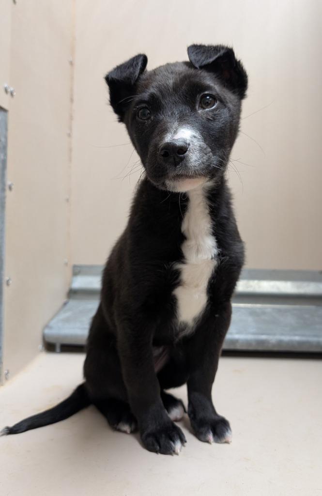 Odea, Adopted, Puppy Female Mixed Breed.