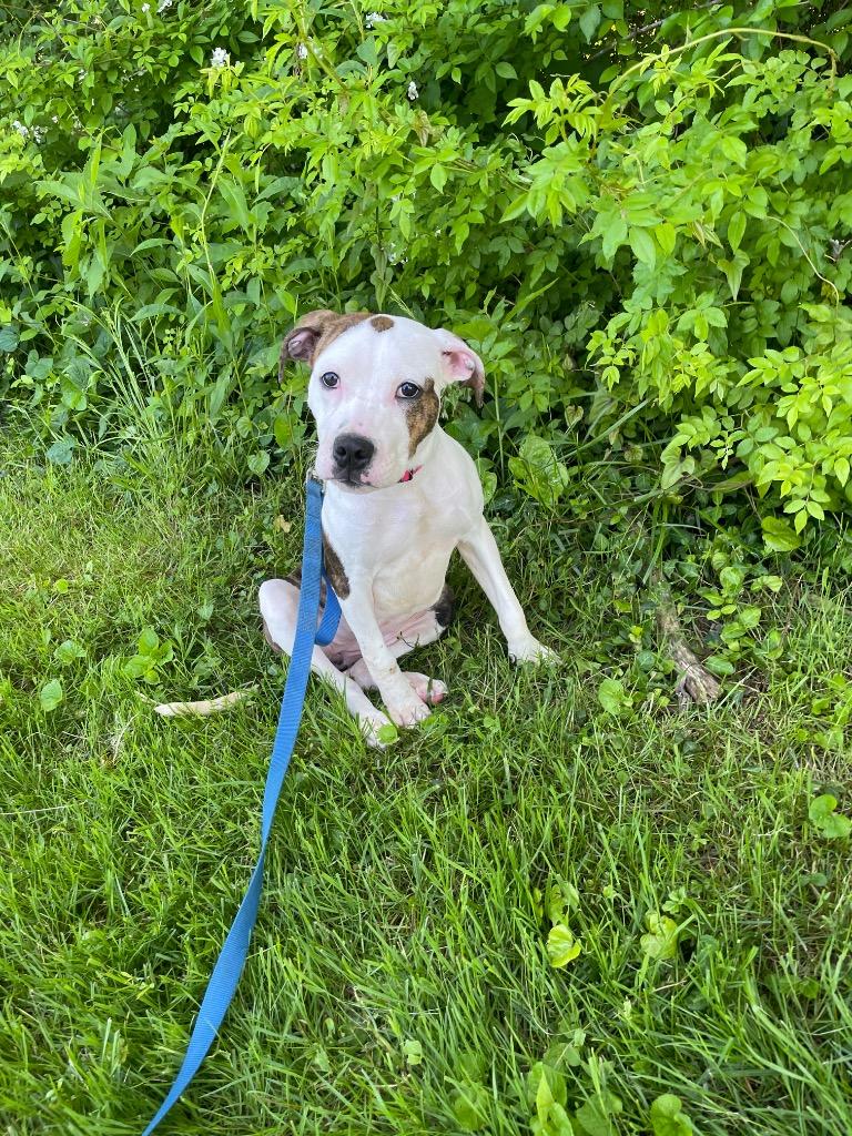 Enlarge Sugar, a ADOPTABLE Pit Bull Terrier in Maysville, KY image 2/2