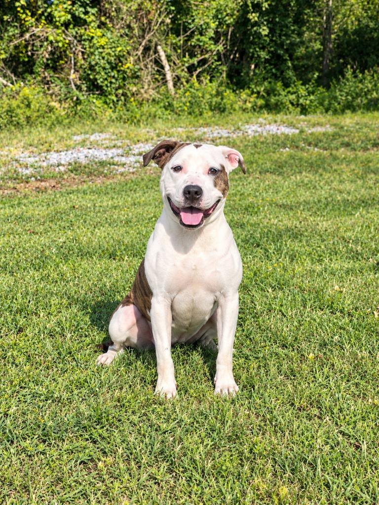 Enlarge Sugar, a ADOPTABLE Pit Bull Terrier in Maysville, KY image 1/2